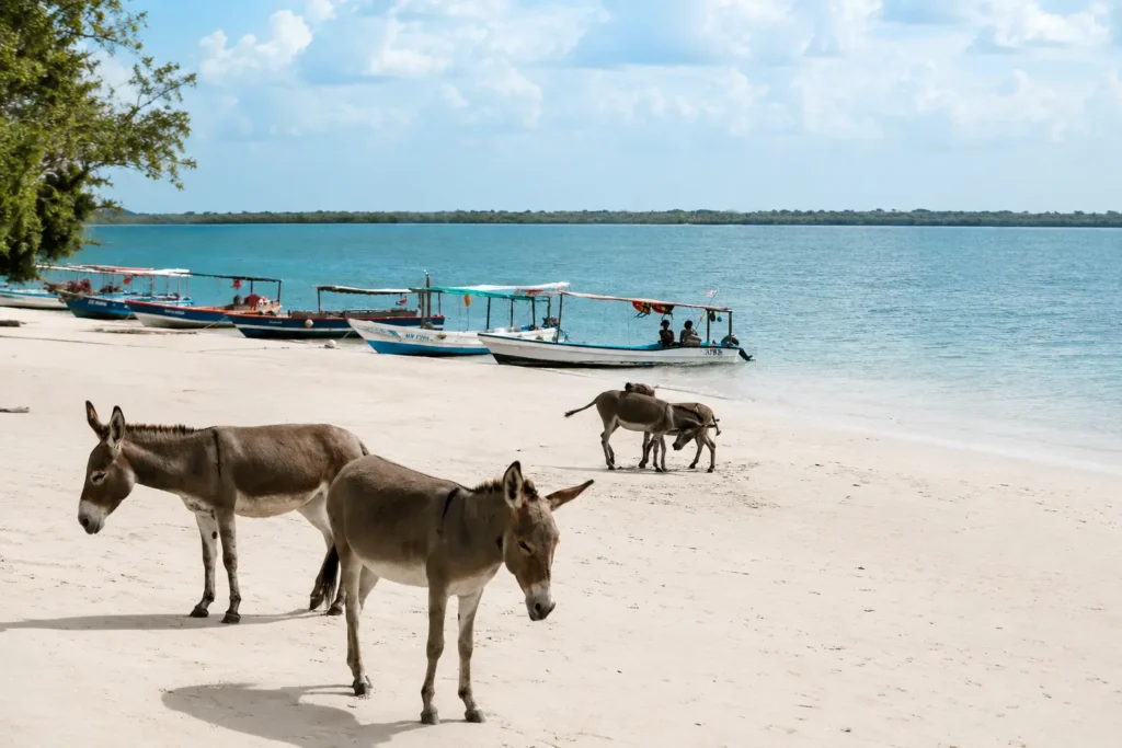 Kenya's Coast Lamu