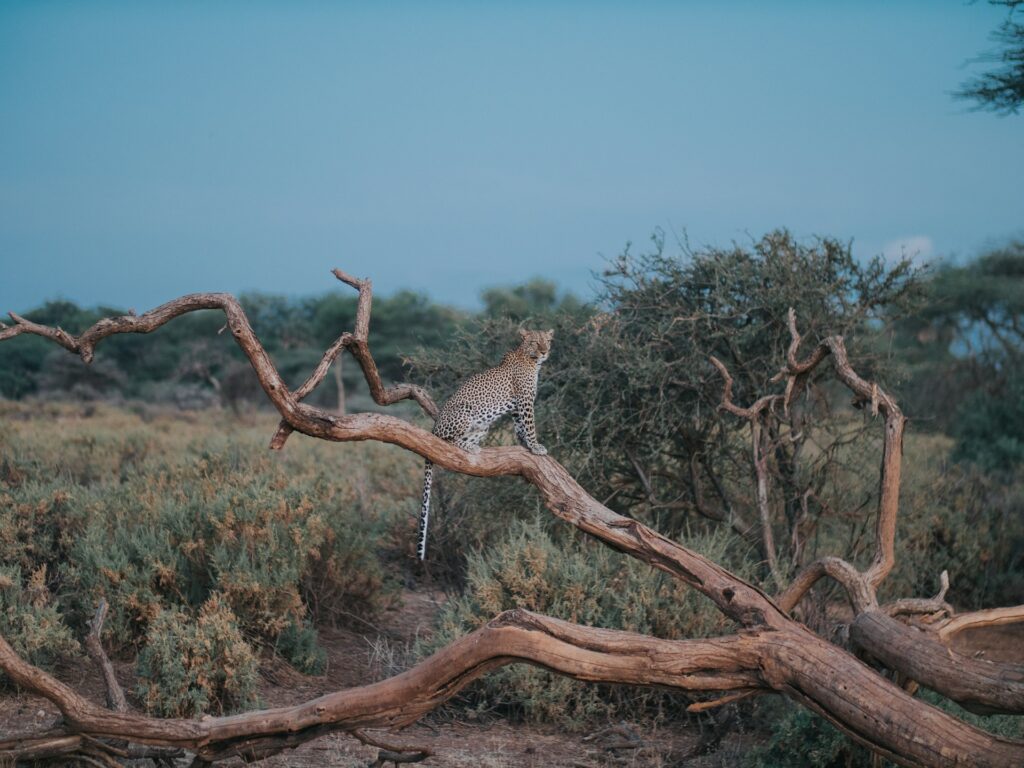 Kenyan Wildlife leopard