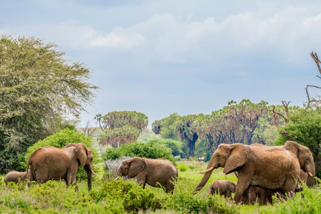 Kenyan Wildlife amboseli