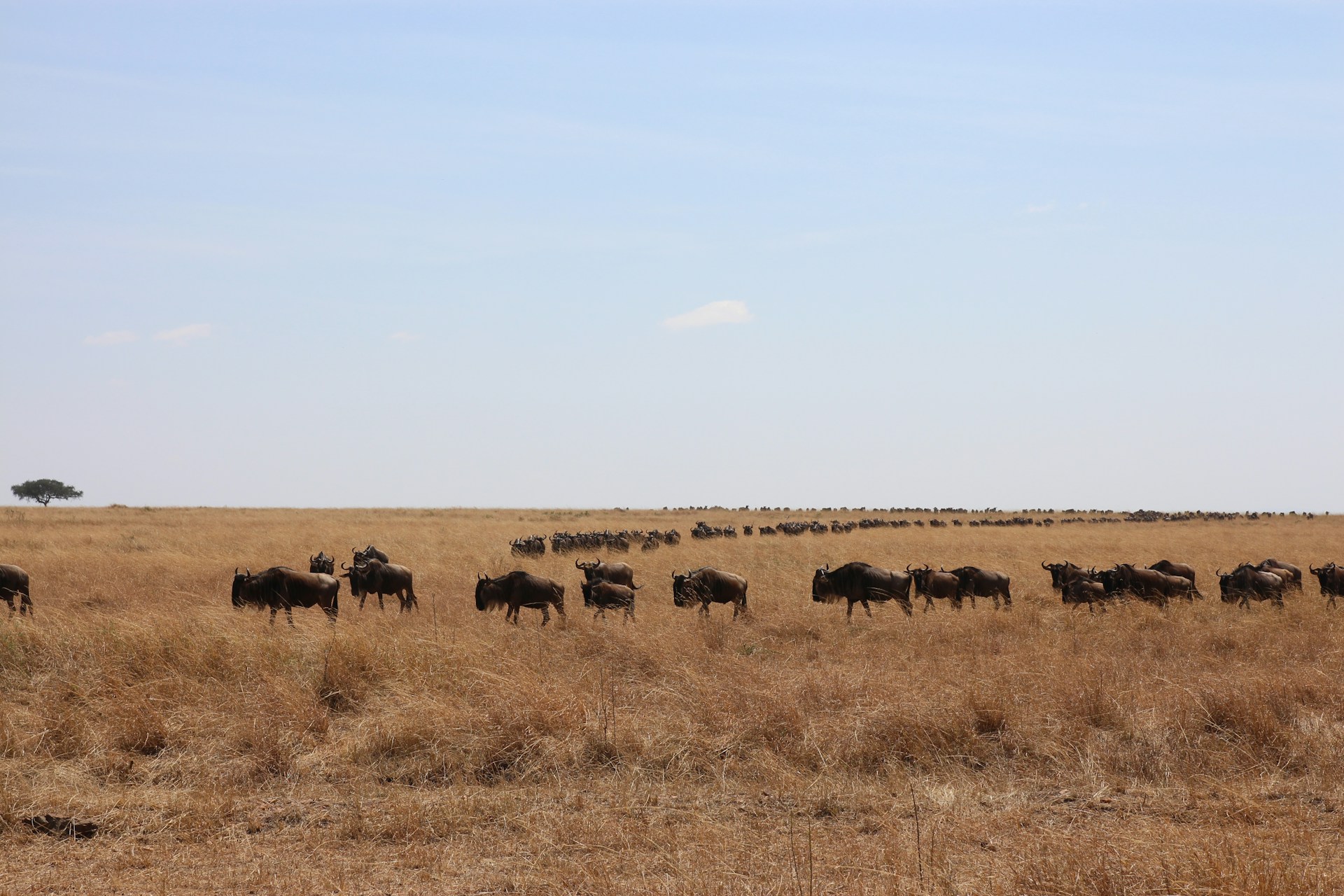 Top 20 Things to Do in Kenya: Explore Nature, Culture, and Adventure