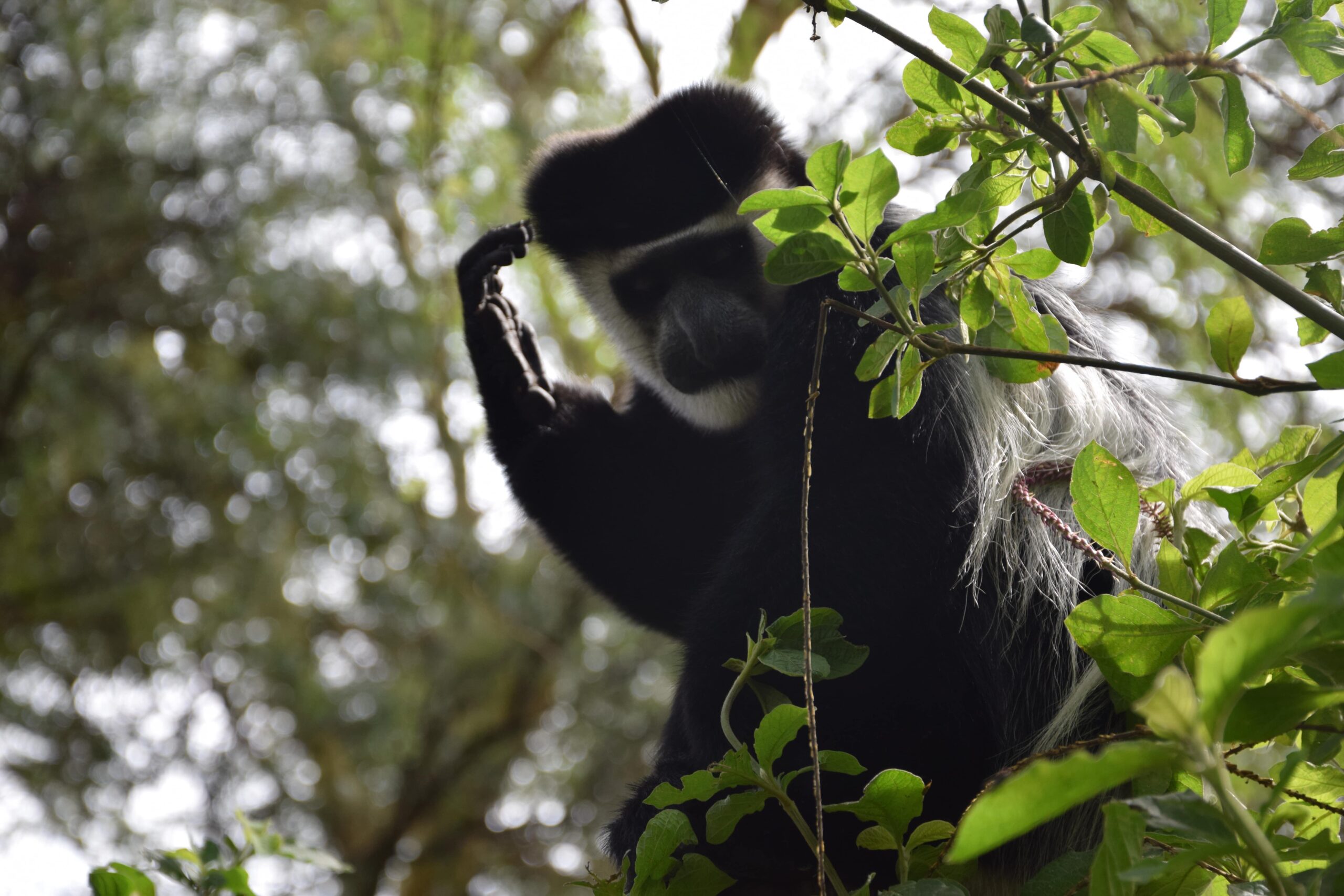 Aberdare Camping Bookings: Ultimate 4-Day Mountain Safari - Hike Satima, Explore Waterfalls & Spot Wildlife — photo 15