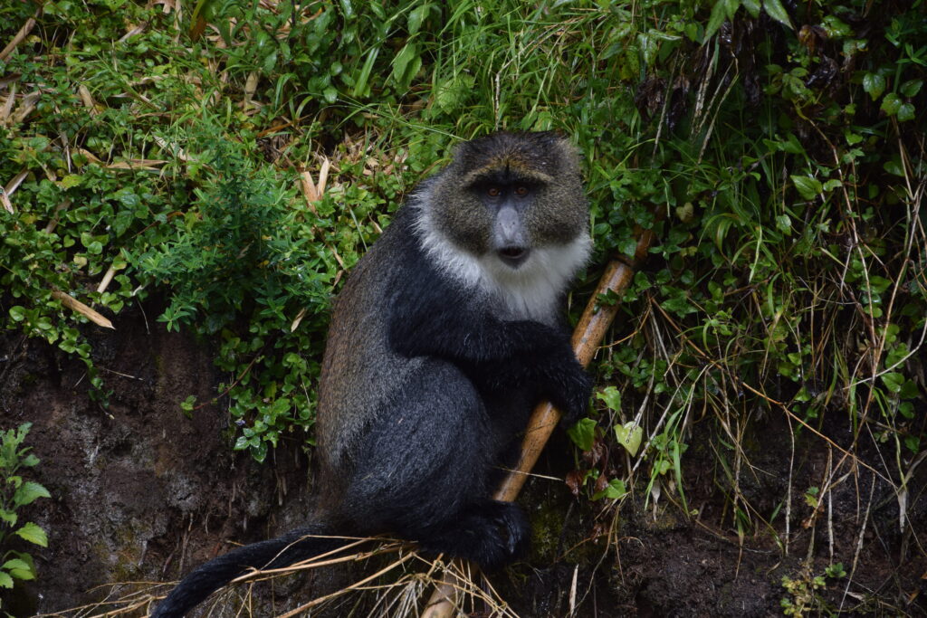 Aberdare Camping Bookings - Sykes Monkey