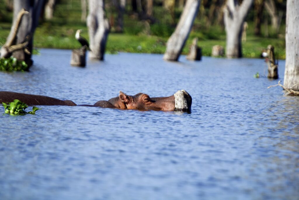 Mount Longonot Day Trip - Lake Naivasha Boat Safari