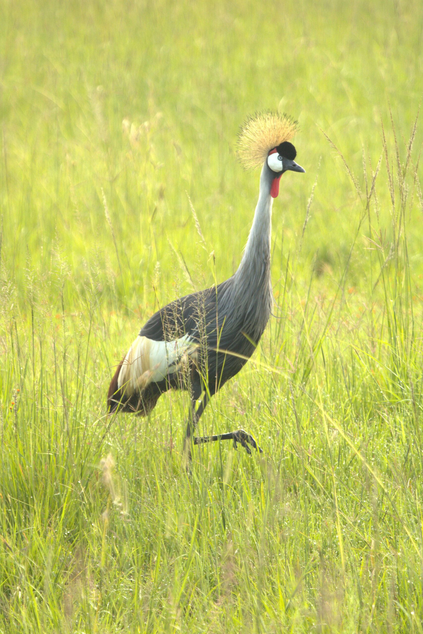 Aberdare Camping Bookings: Ultimate 4-Day Mountain Safari - Hike Satima, Explore Waterfalls & Spot Wildlife — photo 13