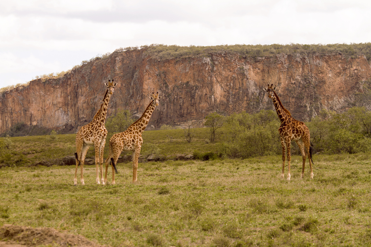 Ultimate Kayaking Lake Naivasha 1-Day Tour: Paddle, Bike & Hike Through Wild Kenya — photo 9