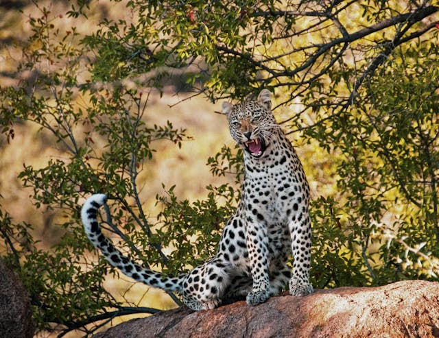 Aberdares fauna