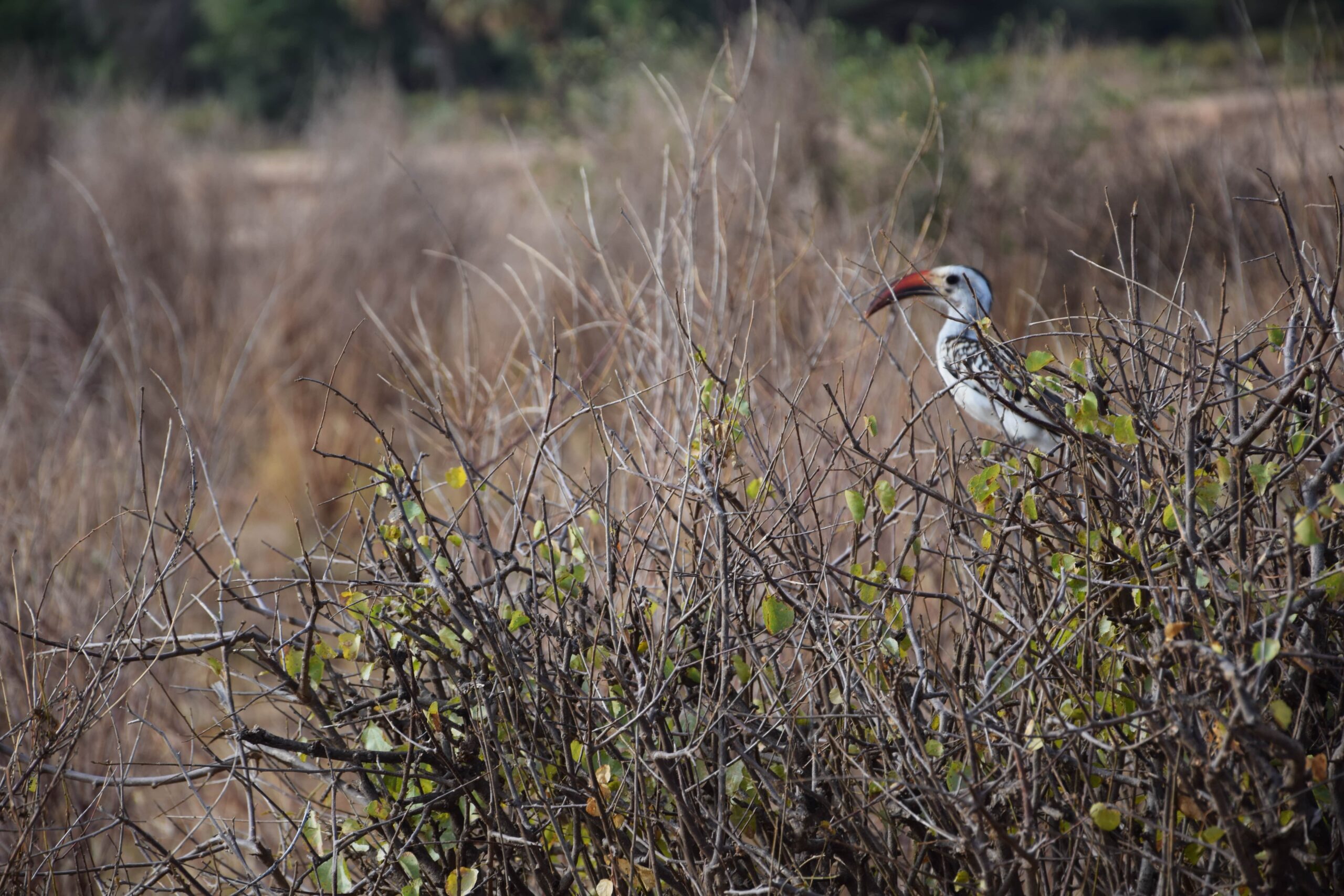 Samburu National Reserve Safari: Authentic 3-Day Budget Adventure with the Special Five — photo 13