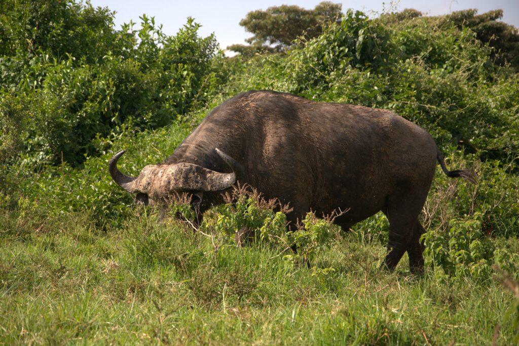 Buffalo in the Aberdare mountains
