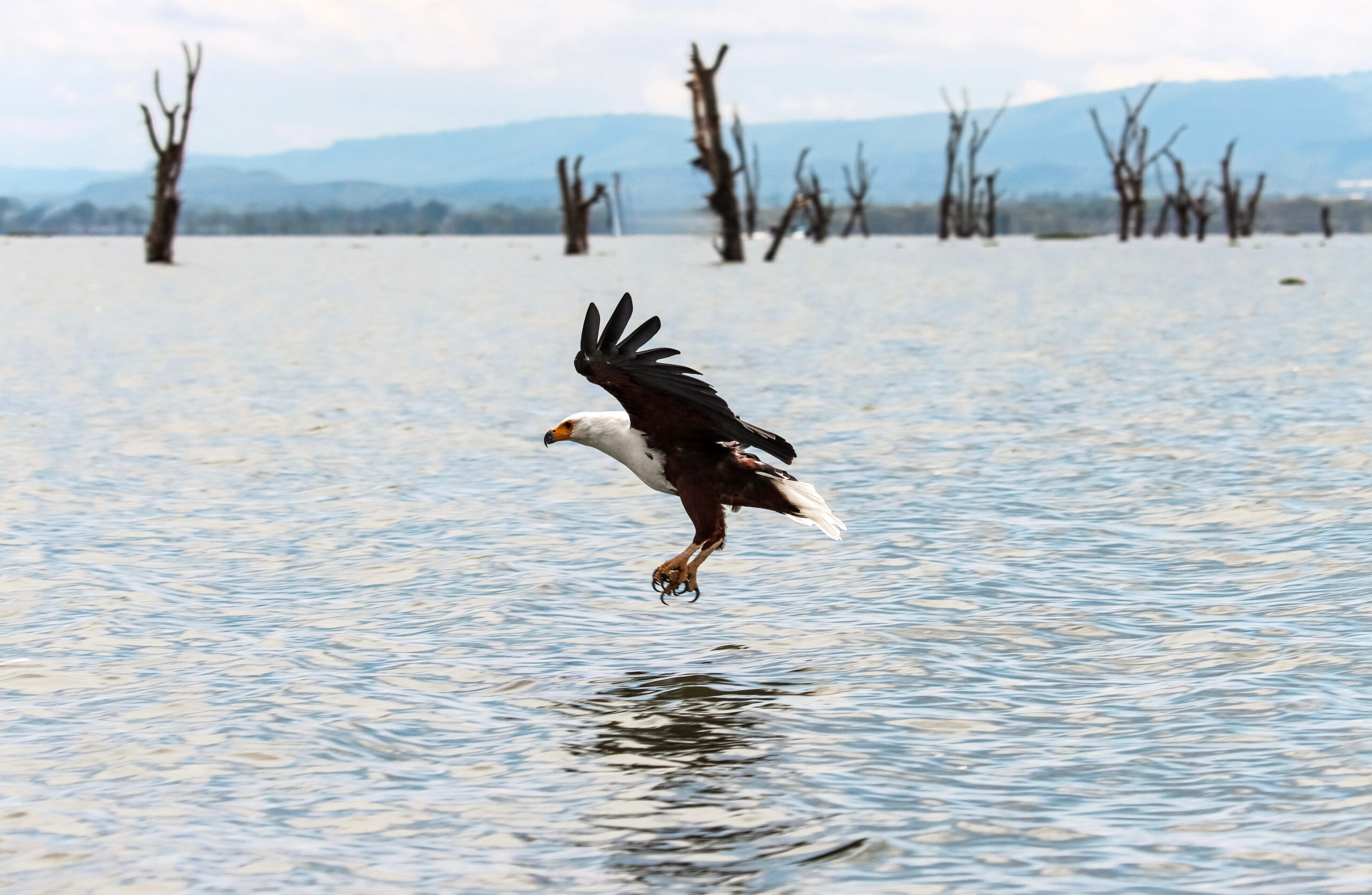 Kenya Safari Packages: Exclusive 6-Day Journey Through Samburu, Aberdares & Lake Naivasha — photo 16