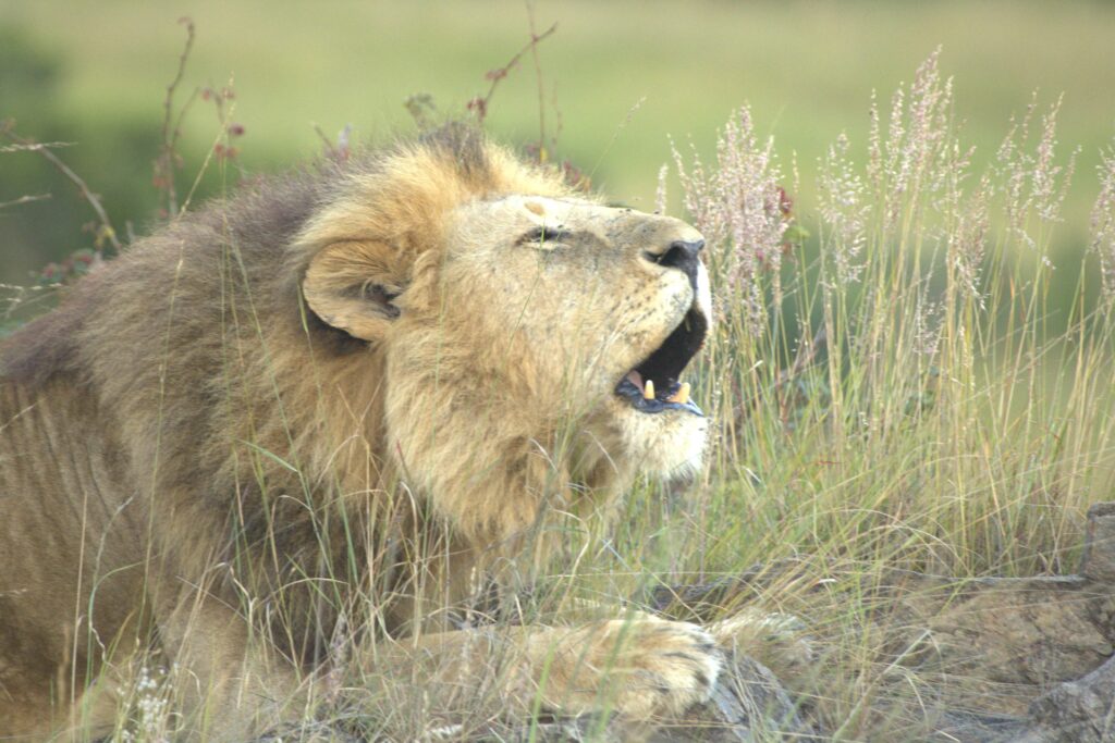 Kenya safari packages - Lion roaring in Samburu