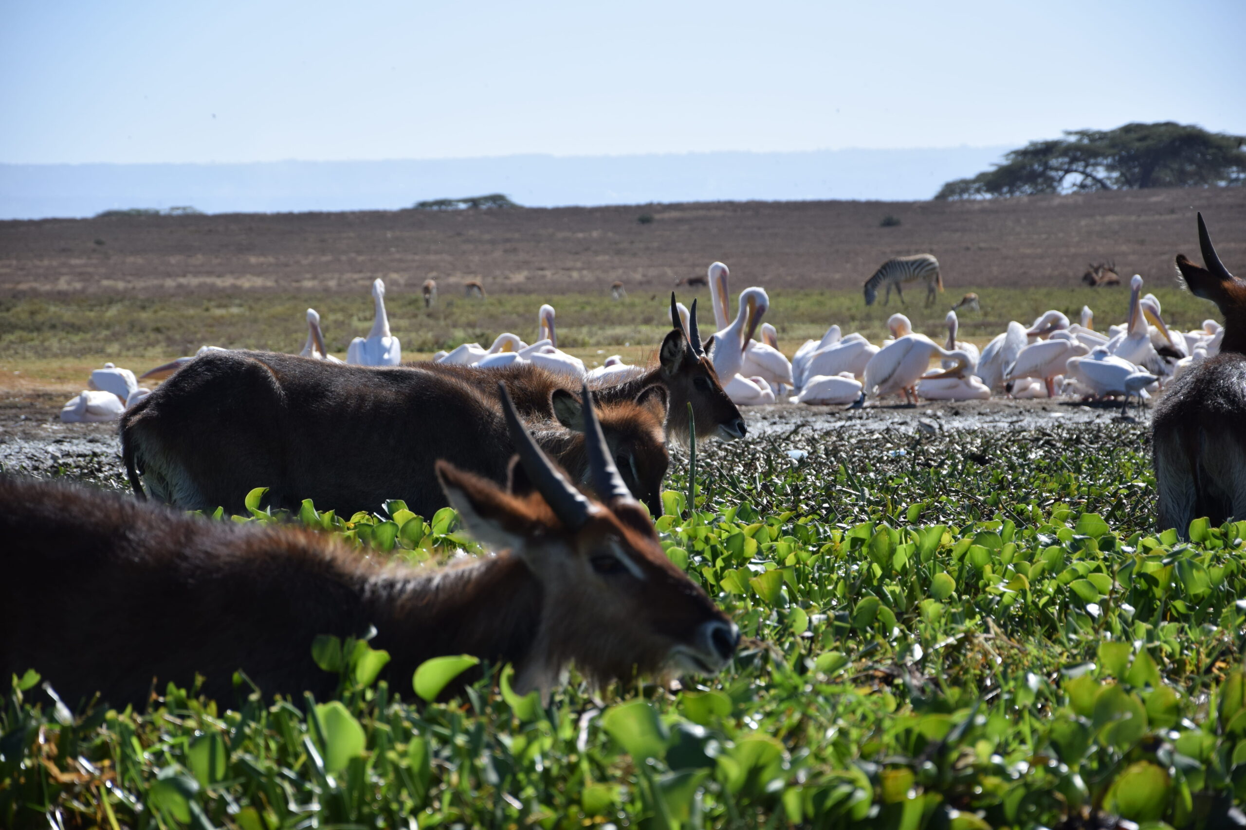 Kenya Eco Tourism Explorer: 3-Day Journey from the Stunning Aberdare Highlands to Lake Naivasha — photo 14