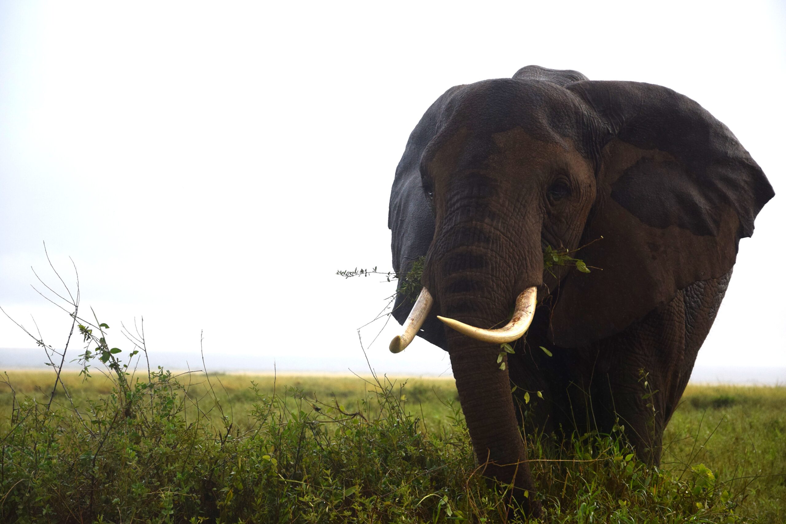 Kenya Safari Amboseli: Authentic 3-Day Budget Adventure - Camp Wild Under Kilimanjaro's Shadow — photo 14