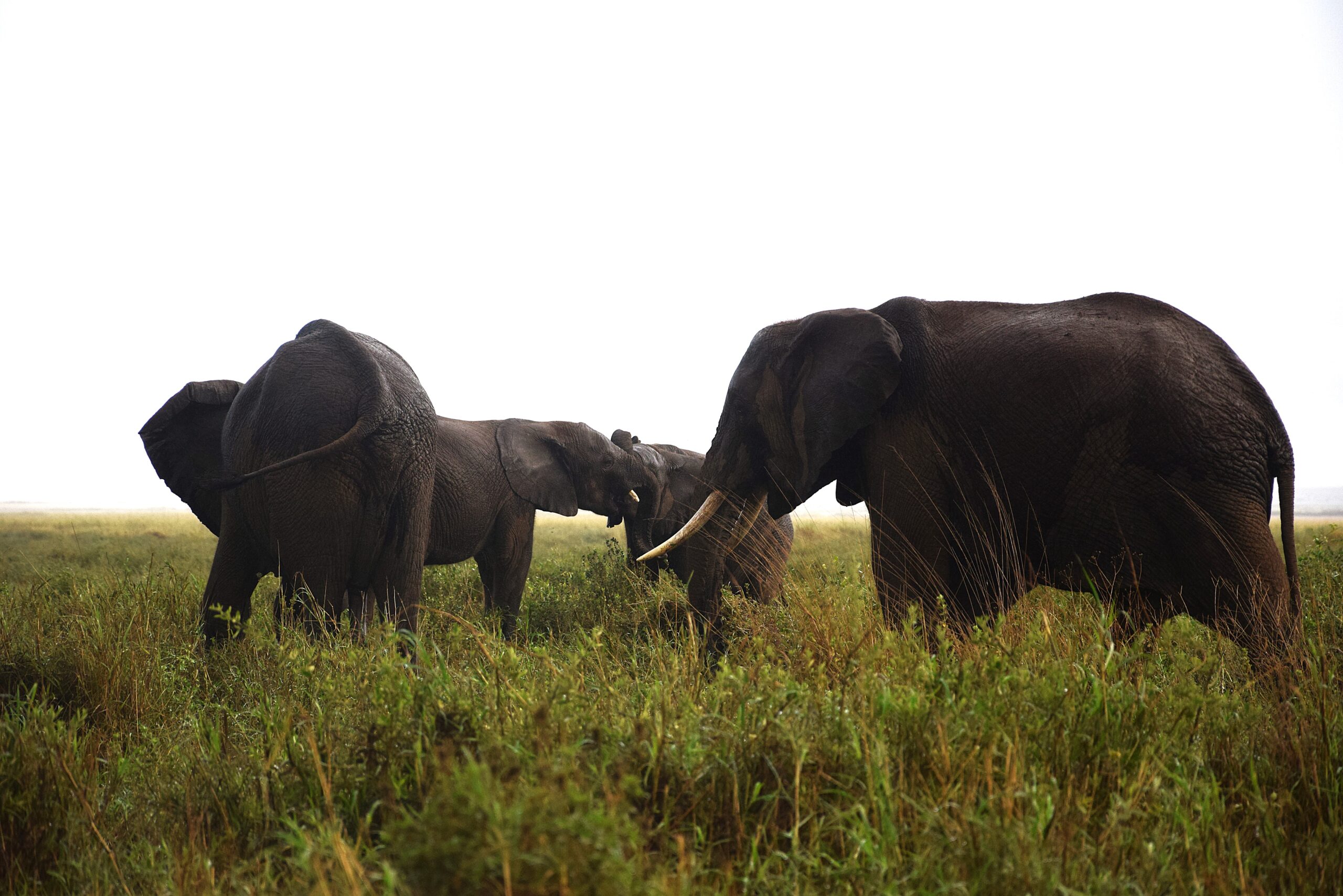 Kenya Safari Amboseli: Authentic 3-Day Budget Adventure - Camp Wild Under Kilimanjaro's Shadow — photo 10