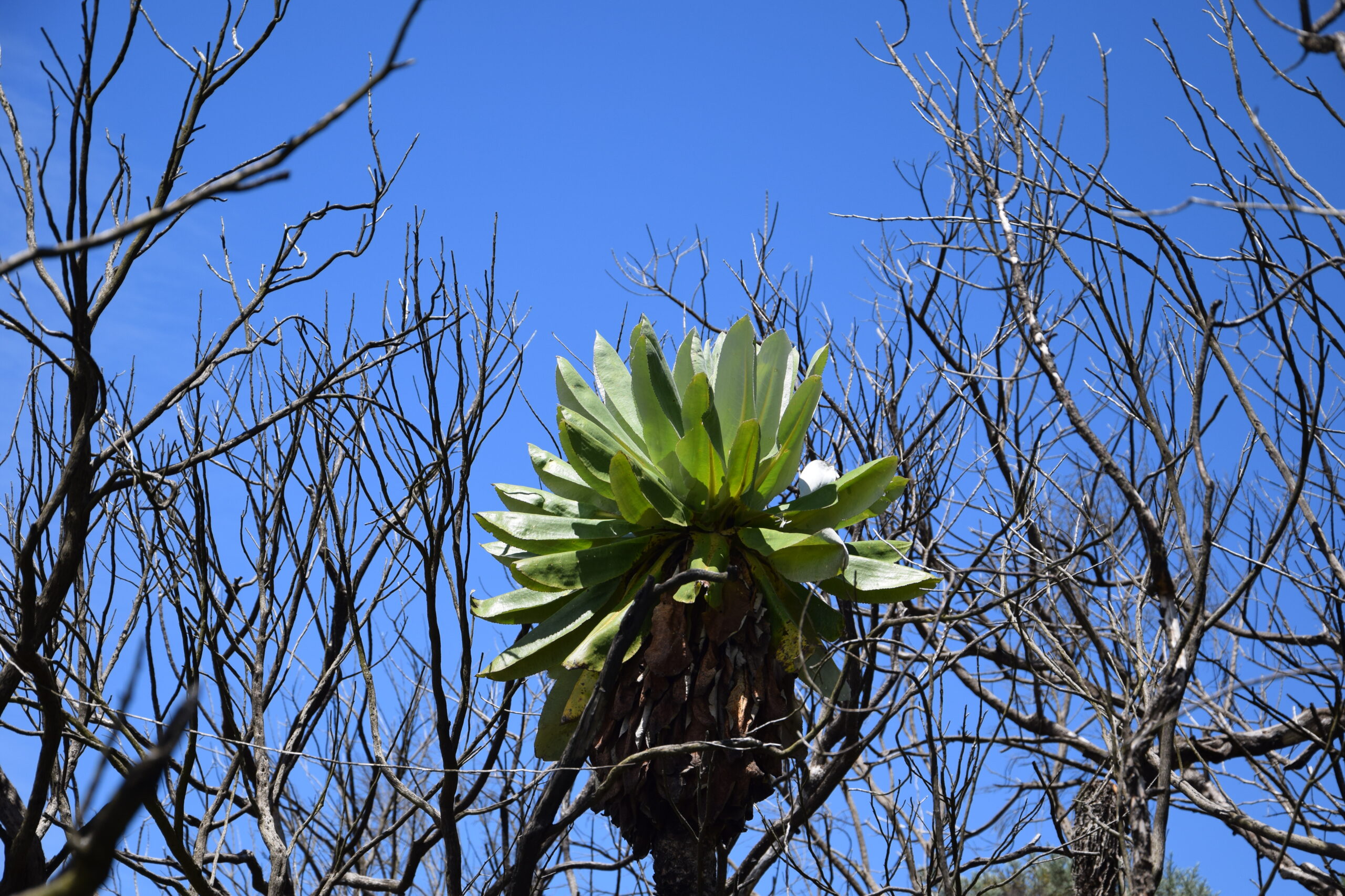 Mount Kipipiri & Table Mountain: Unforgettable 2-Day Trek Through Kenya's Hidden Mountain Paradise — photo 9