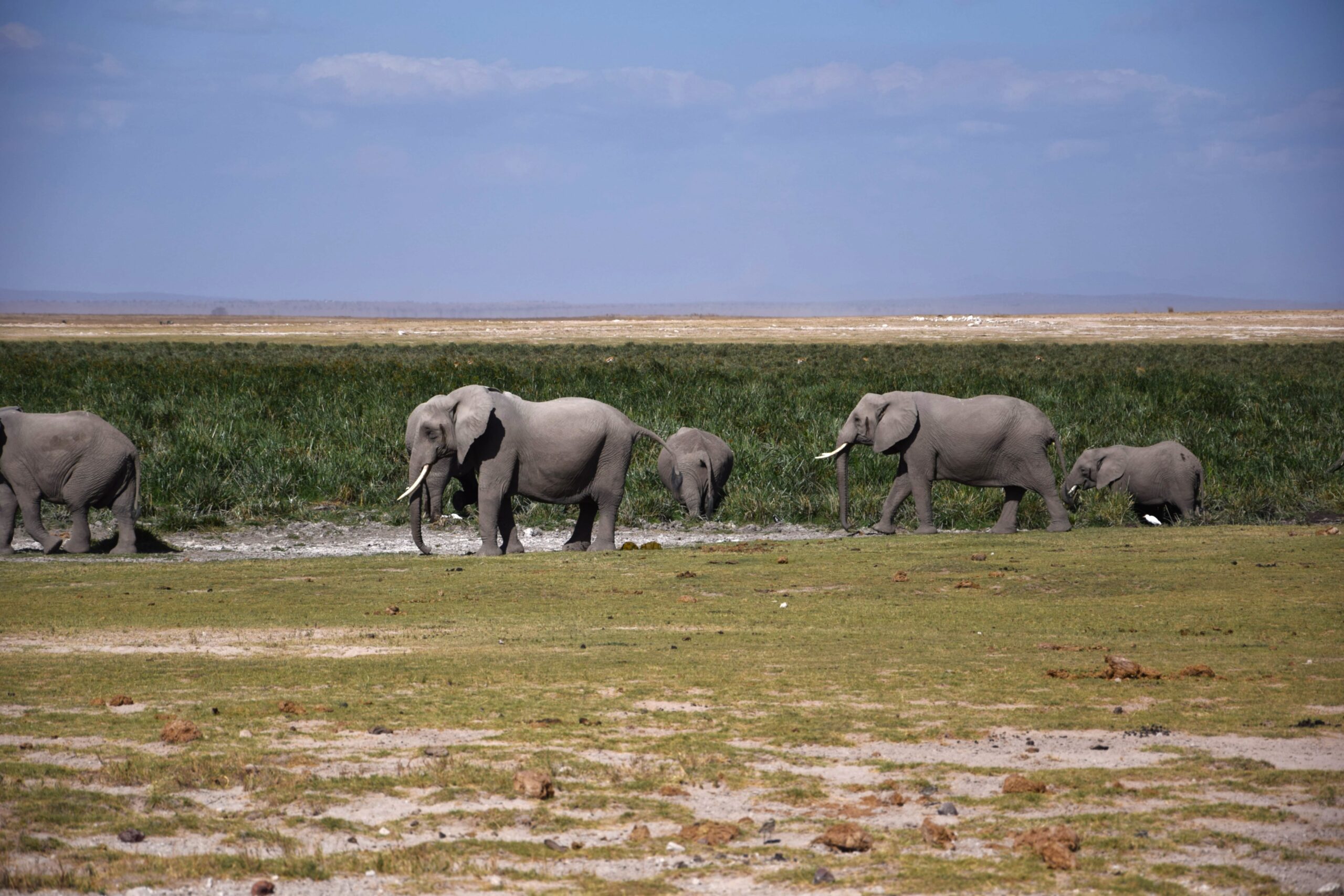 Kenya Safari Amboseli: Authentic 3-Day Budget Adventure - Camp Wild Under Kilimanjaro's Shadow — photo 12