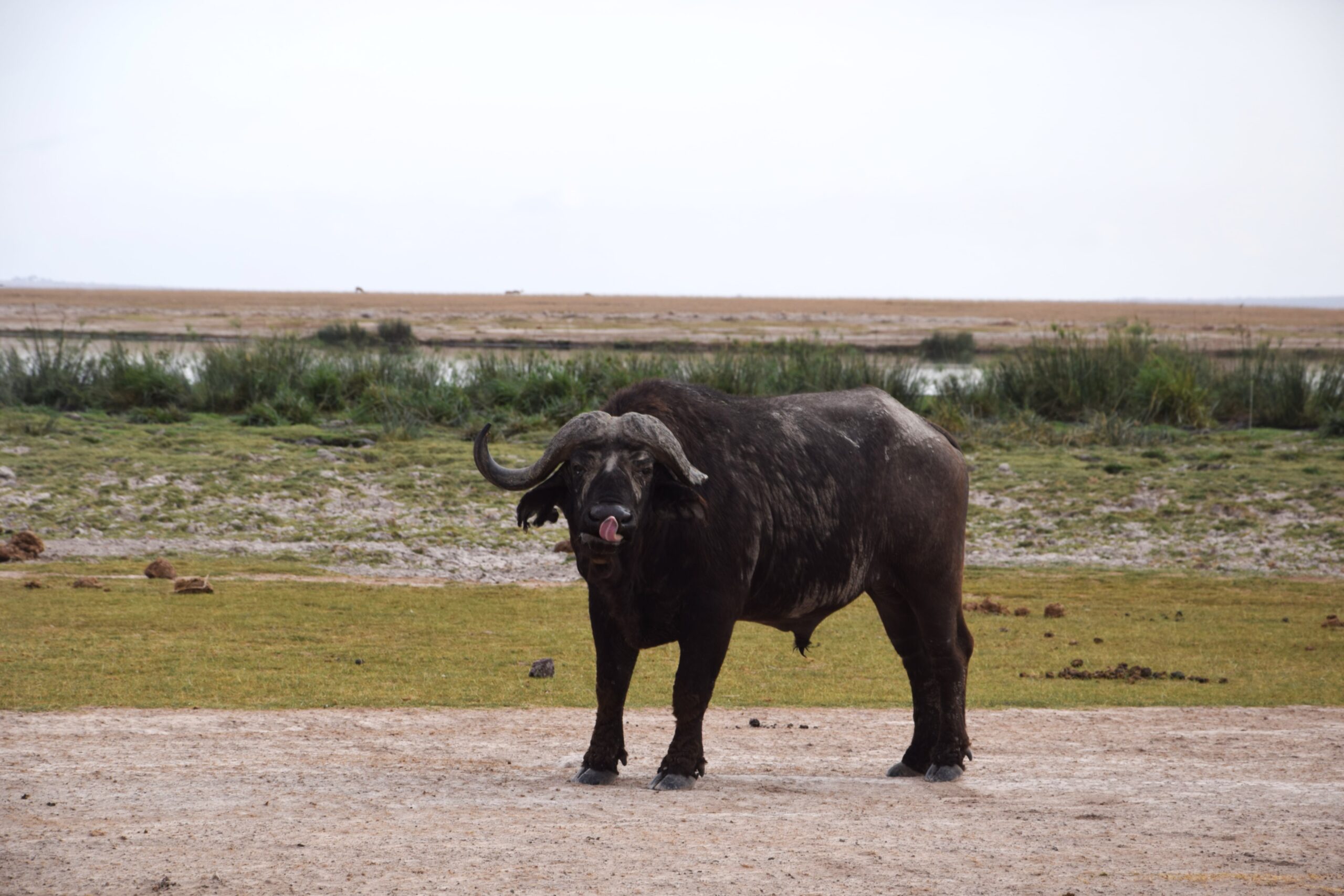 Budget Amboseli Safari: 3-Day Camping 2026 | Daring Escapes — photo 3