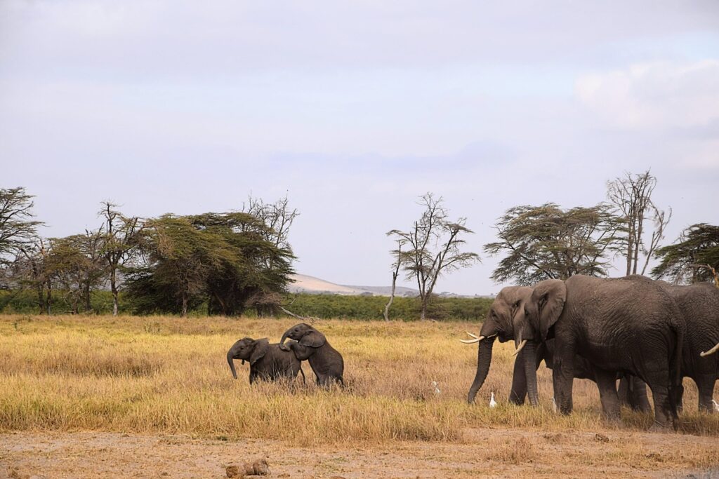 budget amboseli safari babay elephants
