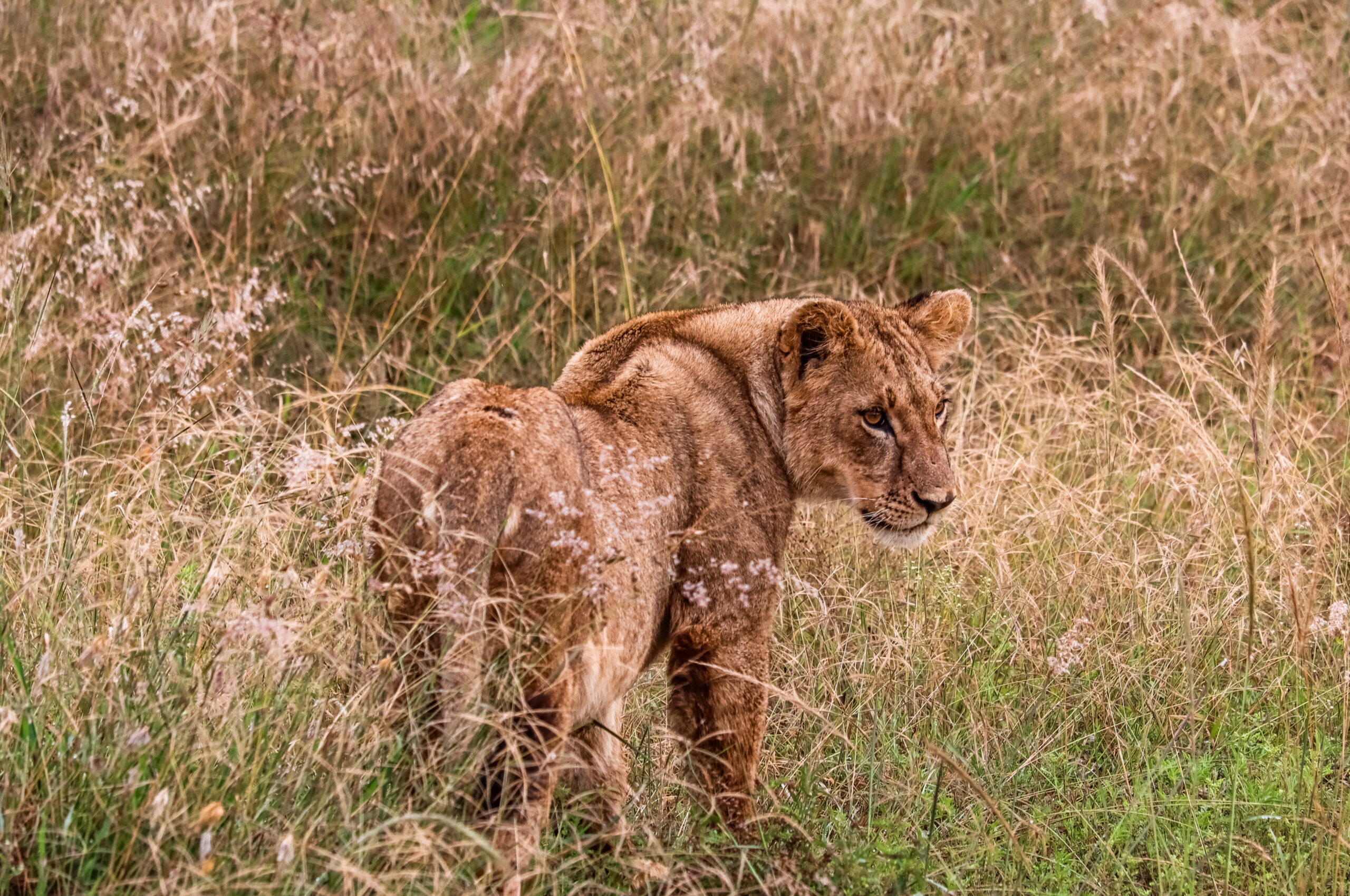 Kenya Safari Amboseli: Authentic 3-Day Budget Adventure - Camp Wild Under Kilimanjaro's Shadow — photo 9