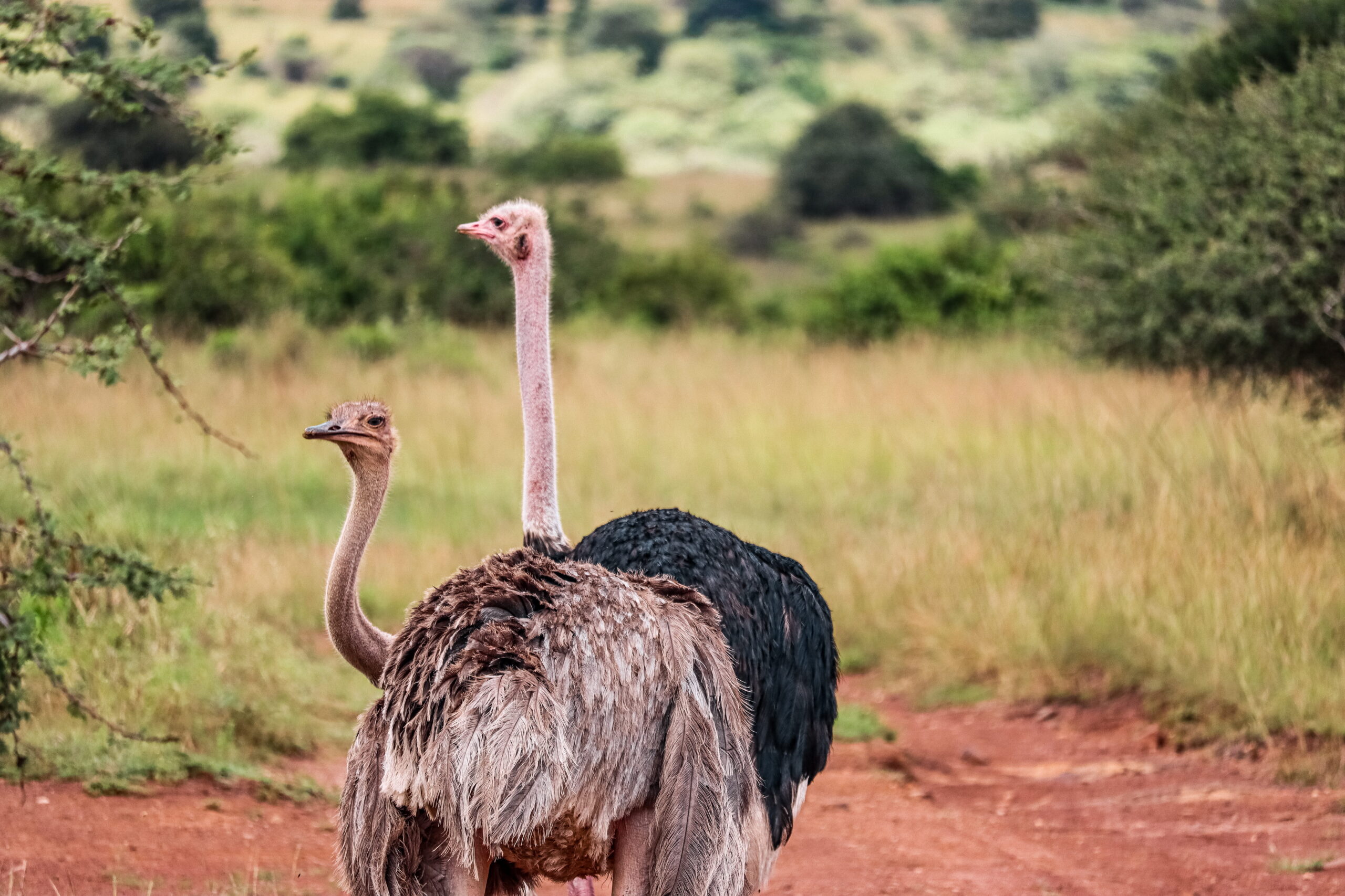 Kenya Safari Amboseli: Authentic 3-Day Budget Adventure - Camp Wild Under Kilimanjaro's Shadow — photo 8
