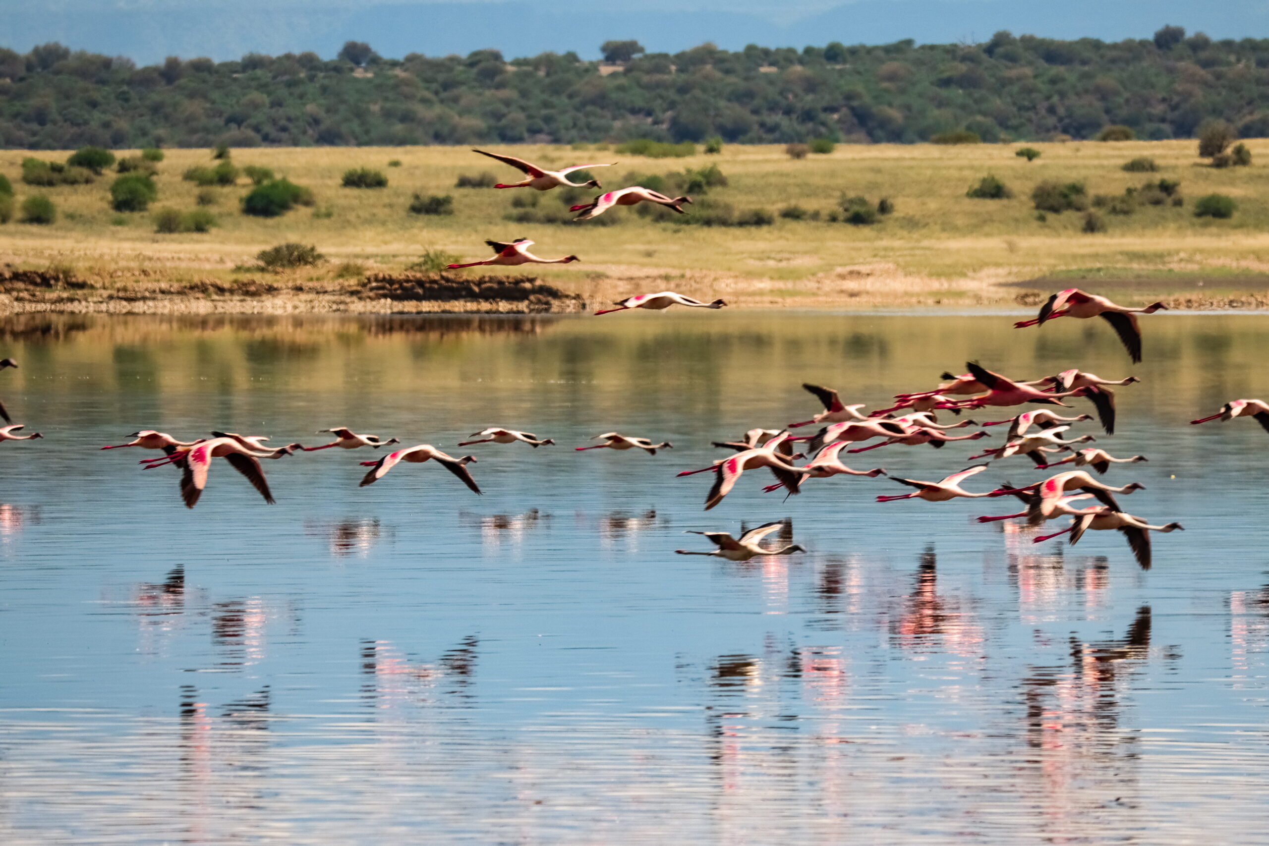 Kenya Safari Amboseli: Authentic 3-Day Budget Adventure - Camp Wild Under Kilimanjaro's Shadow — photo 10