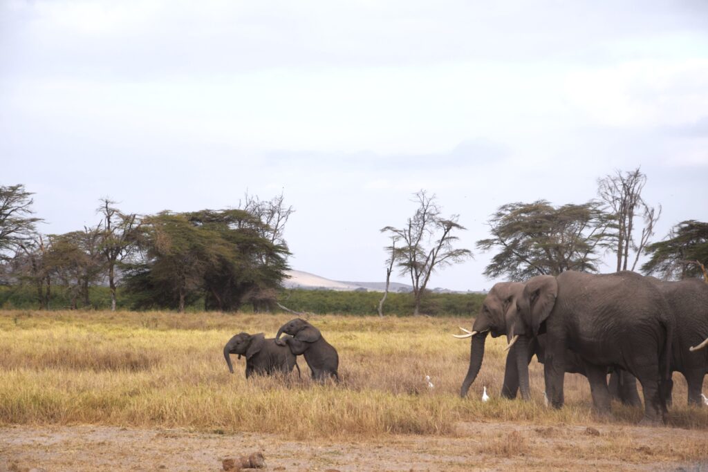 Little elephants playing in Kenya safari Amboseli Elephants during Kenya safari Amboseli