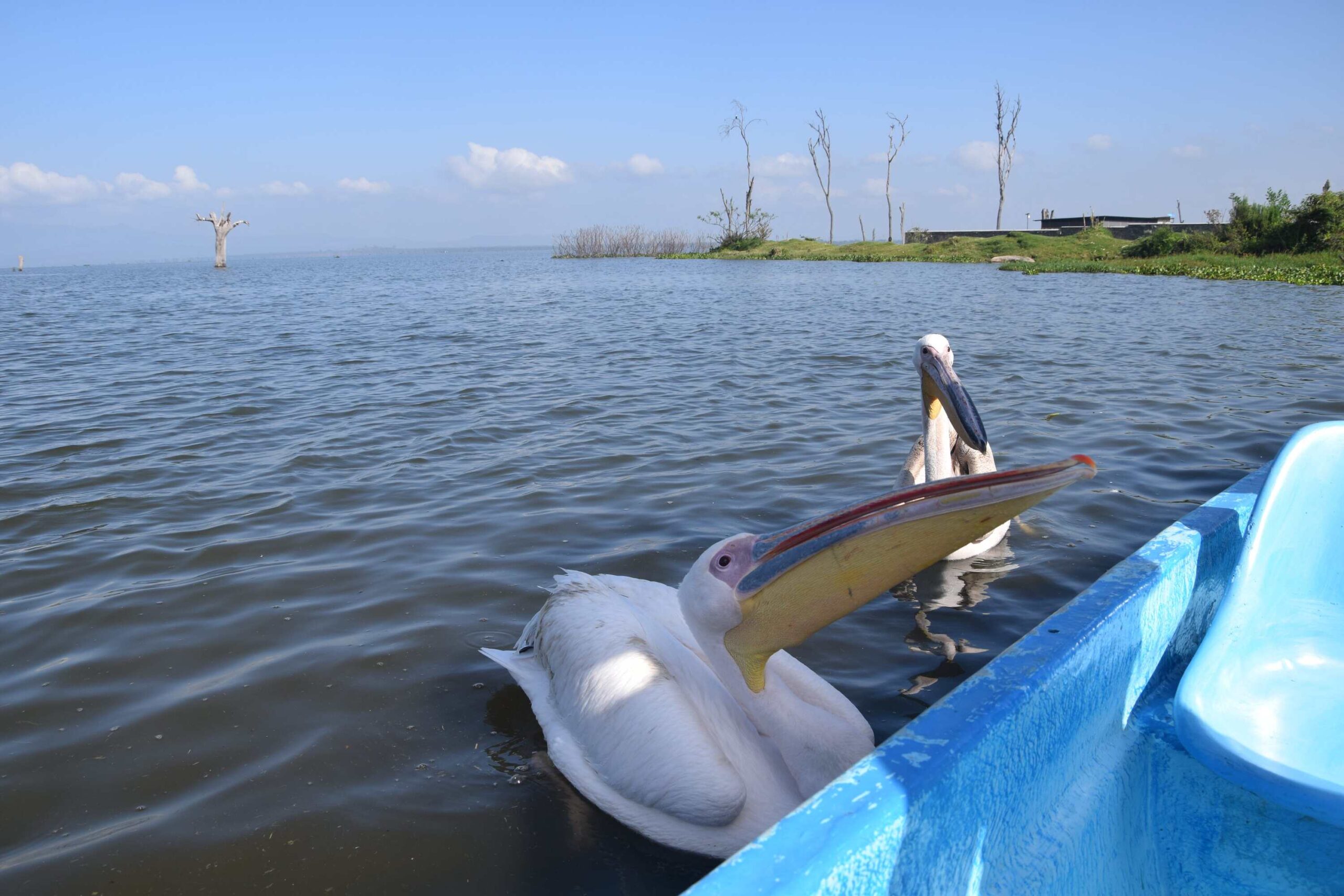 Lake Naivasha Kenya Safari: Unforgettable 4-Day Camping Trip - Hell's Gate, Crescent Island & Mt. Longonot — photo 11