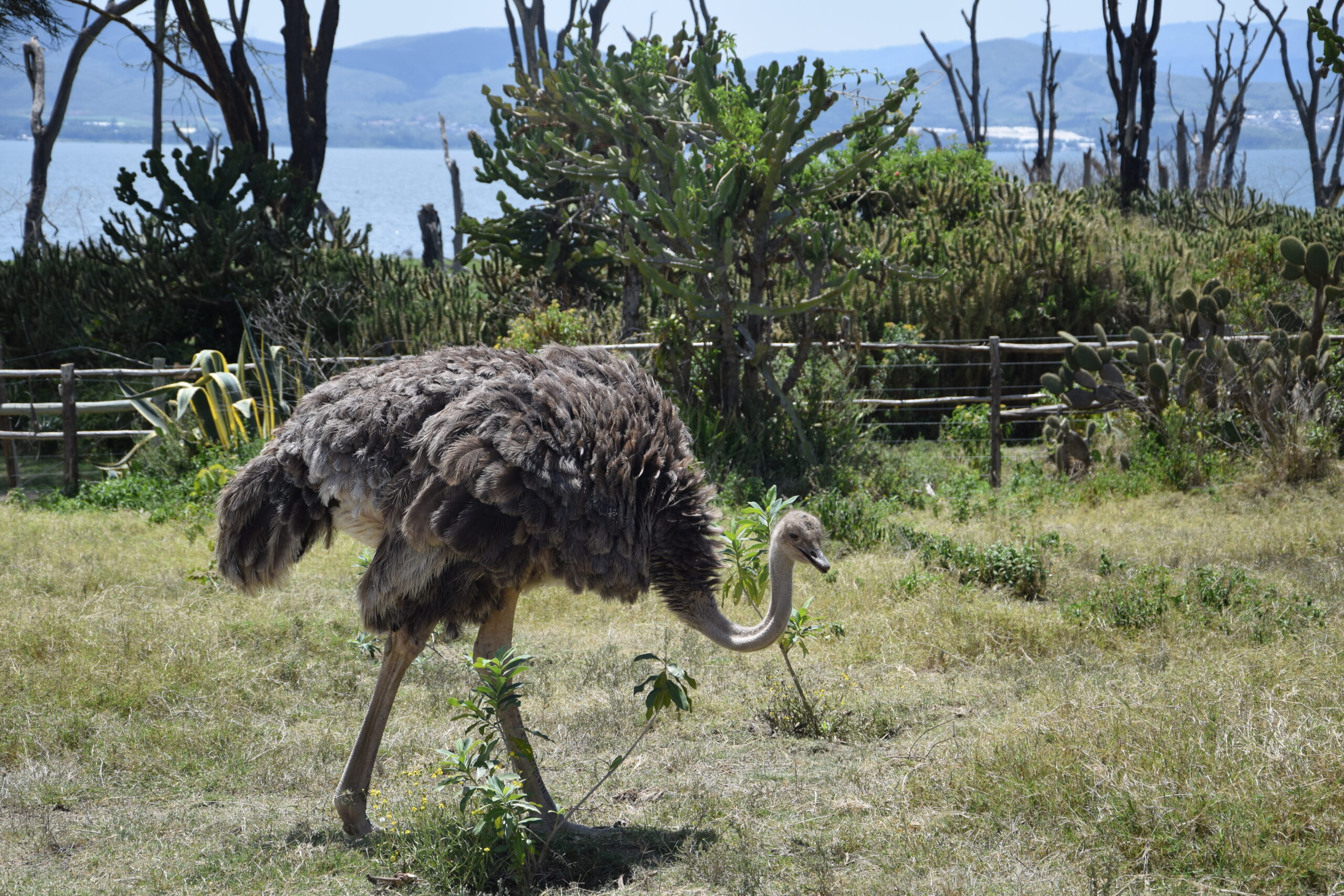 Lake Naivasha Kenya Safari: Unforgettable 4-Day Camping Trip - Hell's Gate, Crescent Island & Mt. Longonot — photo 9
