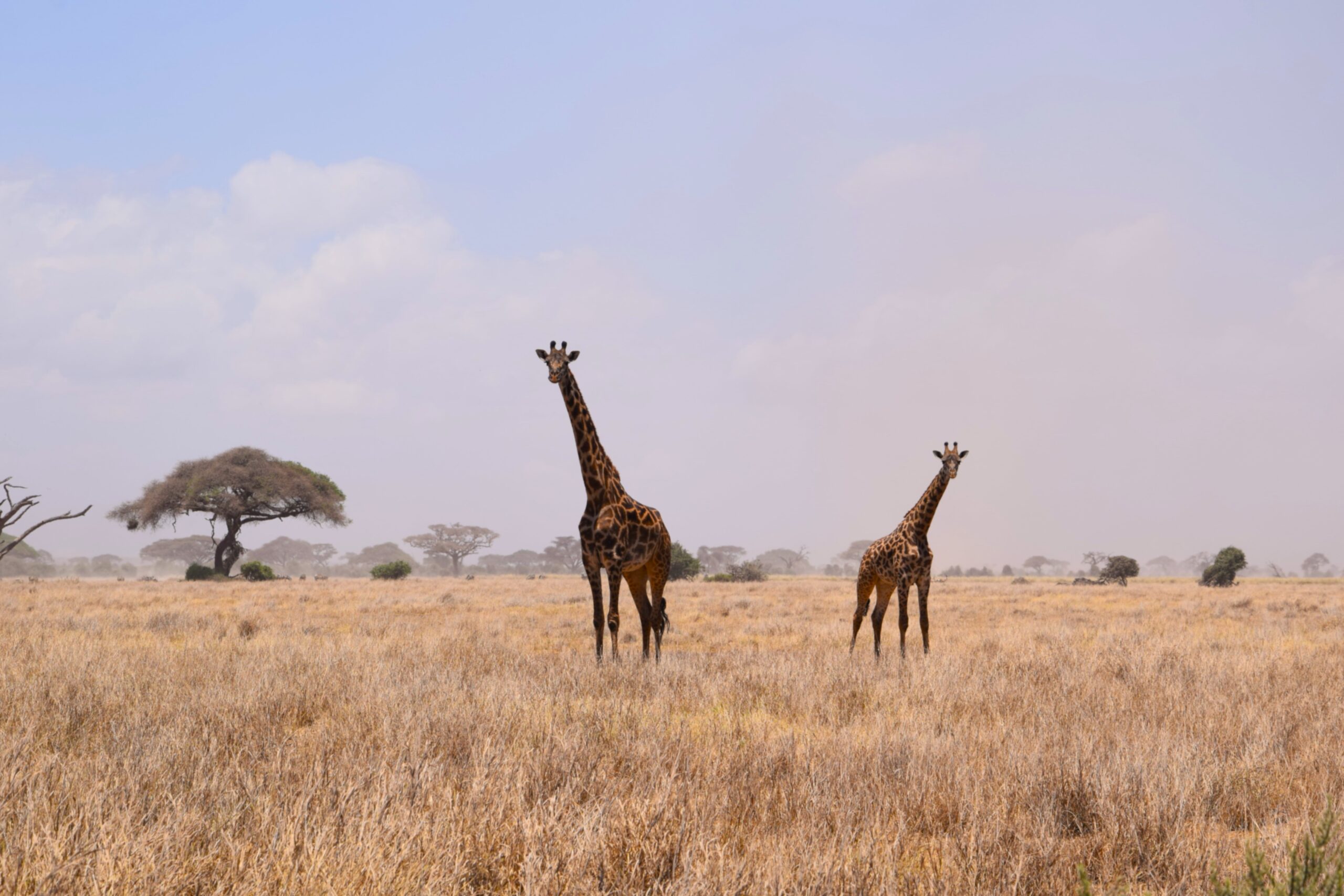 Kenya Safari Amboseli: Authentic 3-Day Budget Adventure - Camp Wild Under Kilimanjaro's Shadow — photo 7