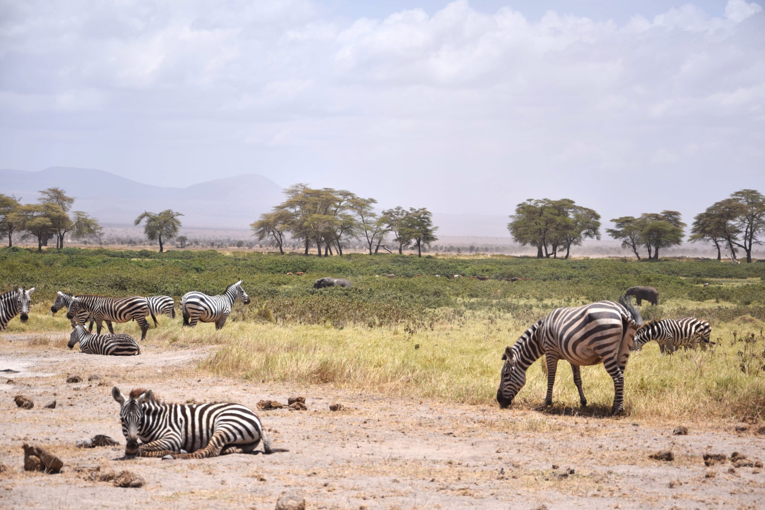 Amboseli National Park Safari: Exclusive 3-Day Elephant Encounter Beneath Kilimanjaro — photo 9