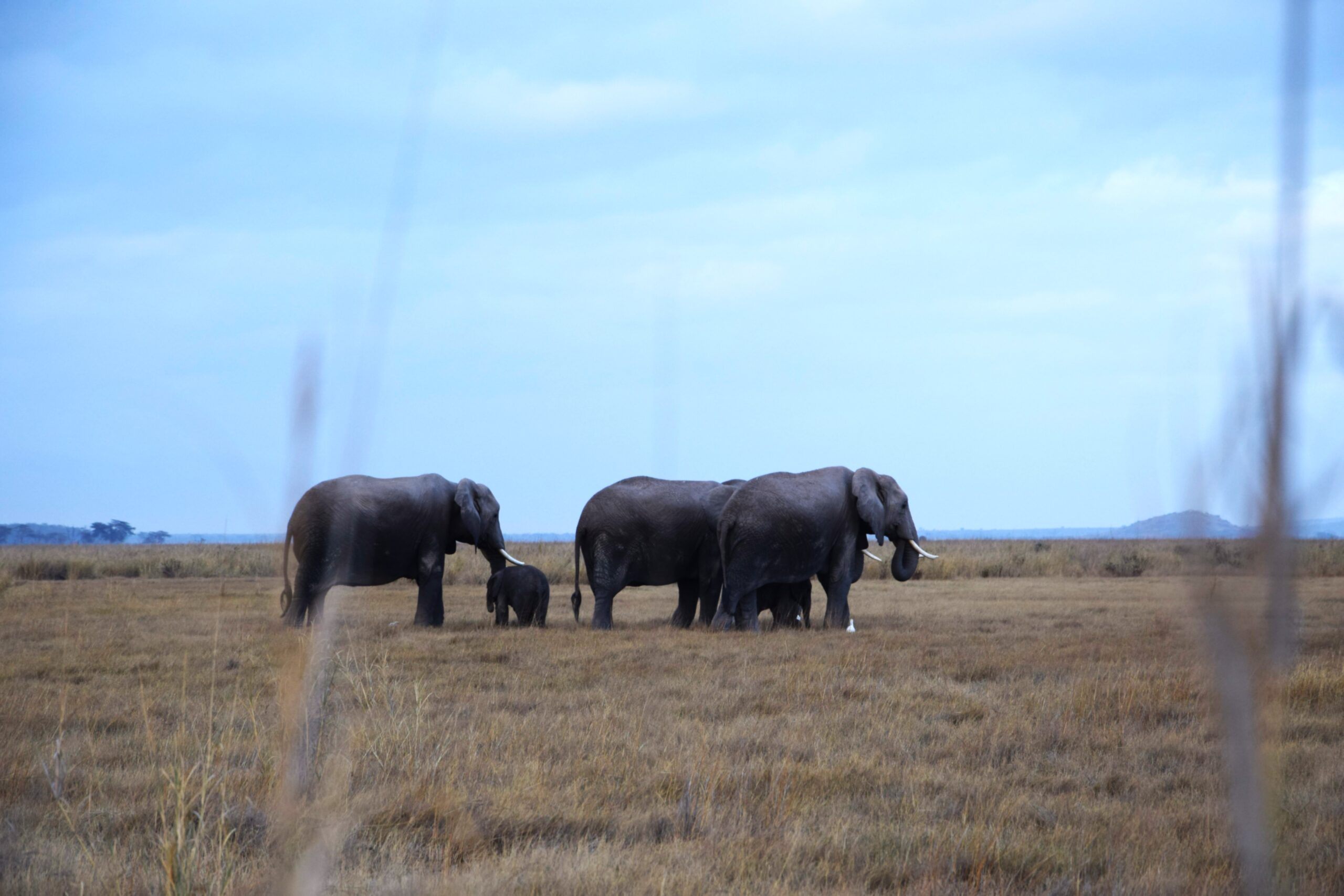 Amboseli National Park Safari: Exclusive 3-Day Elephant Encounter Beneath Kilimanjaro — photo 13