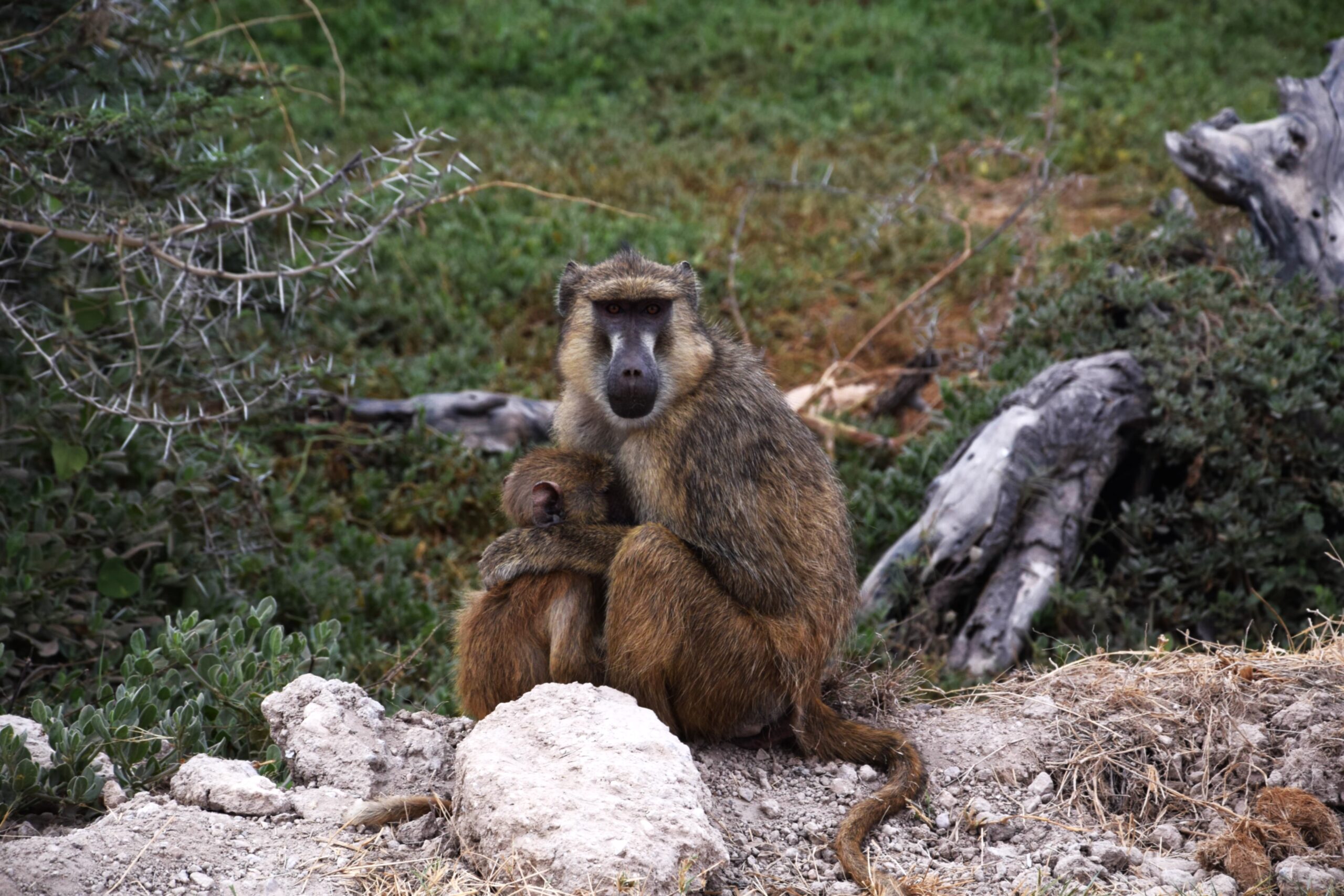 Kenya Safari Amboseli: Authentic 3-Day Budget Adventure - Camp Wild Under Kilimanjaro's Shadow — photo 8