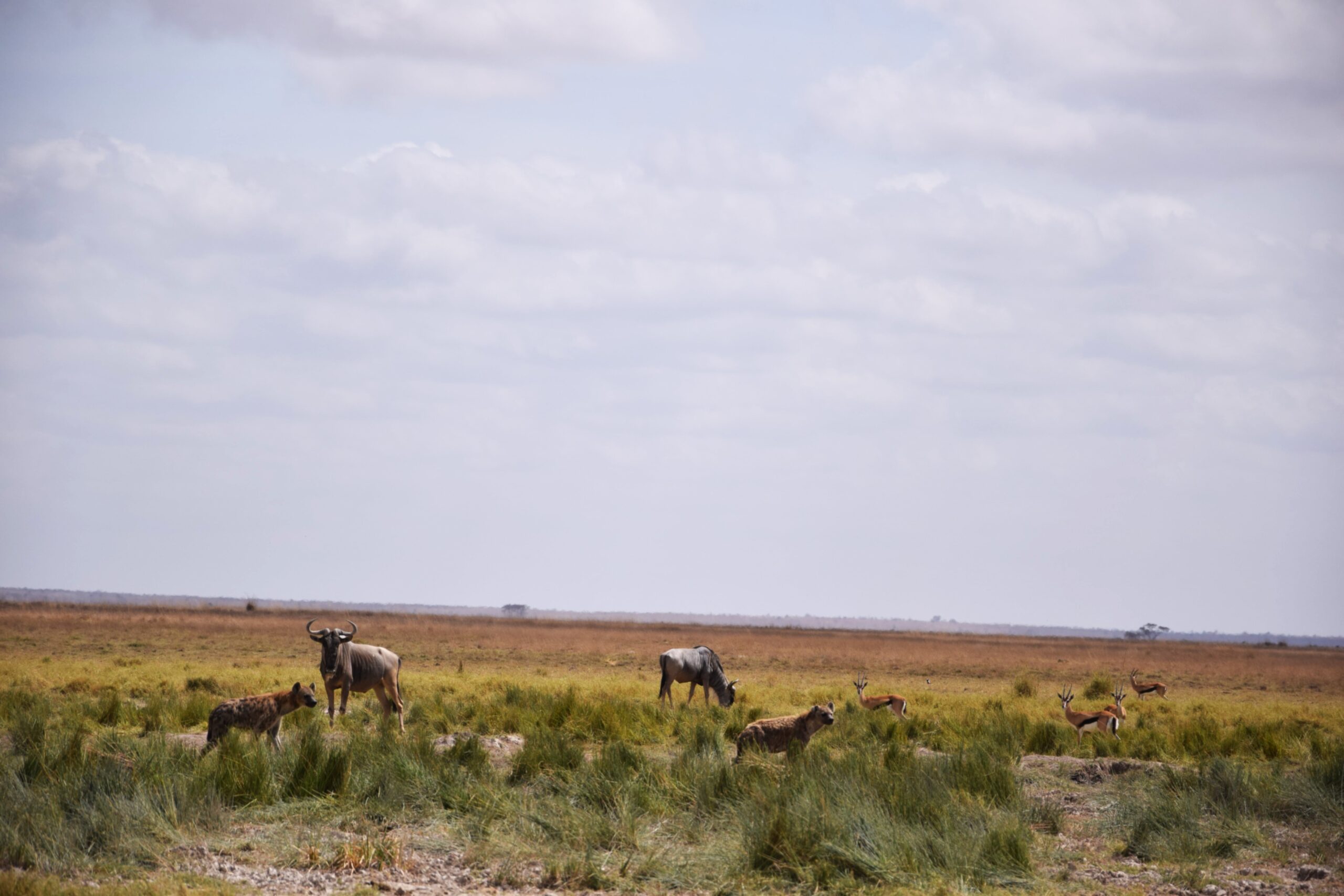 Amboseli National Park Safari: Exclusive 3-Day Elephant Encounter Beneath Kilimanjaro — photo 12