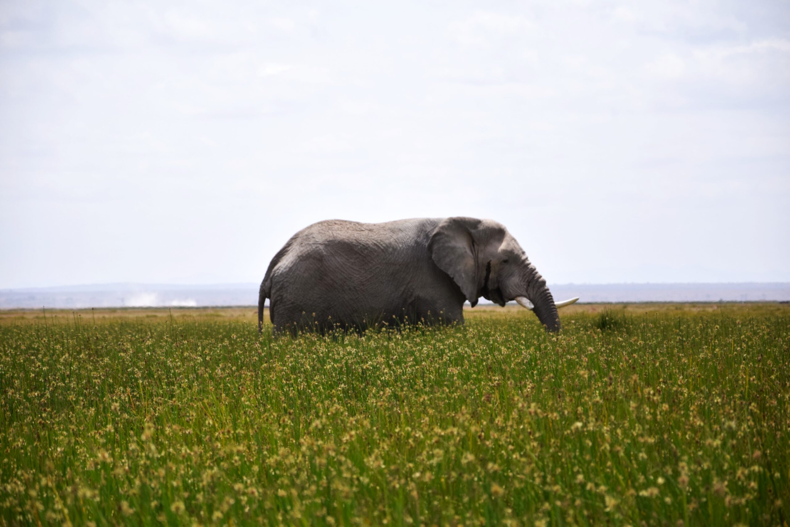 Amboseli National Park Safari: Exclusive 3-Day Elephant Encounter Beneath Kilimanjaro — photo 14