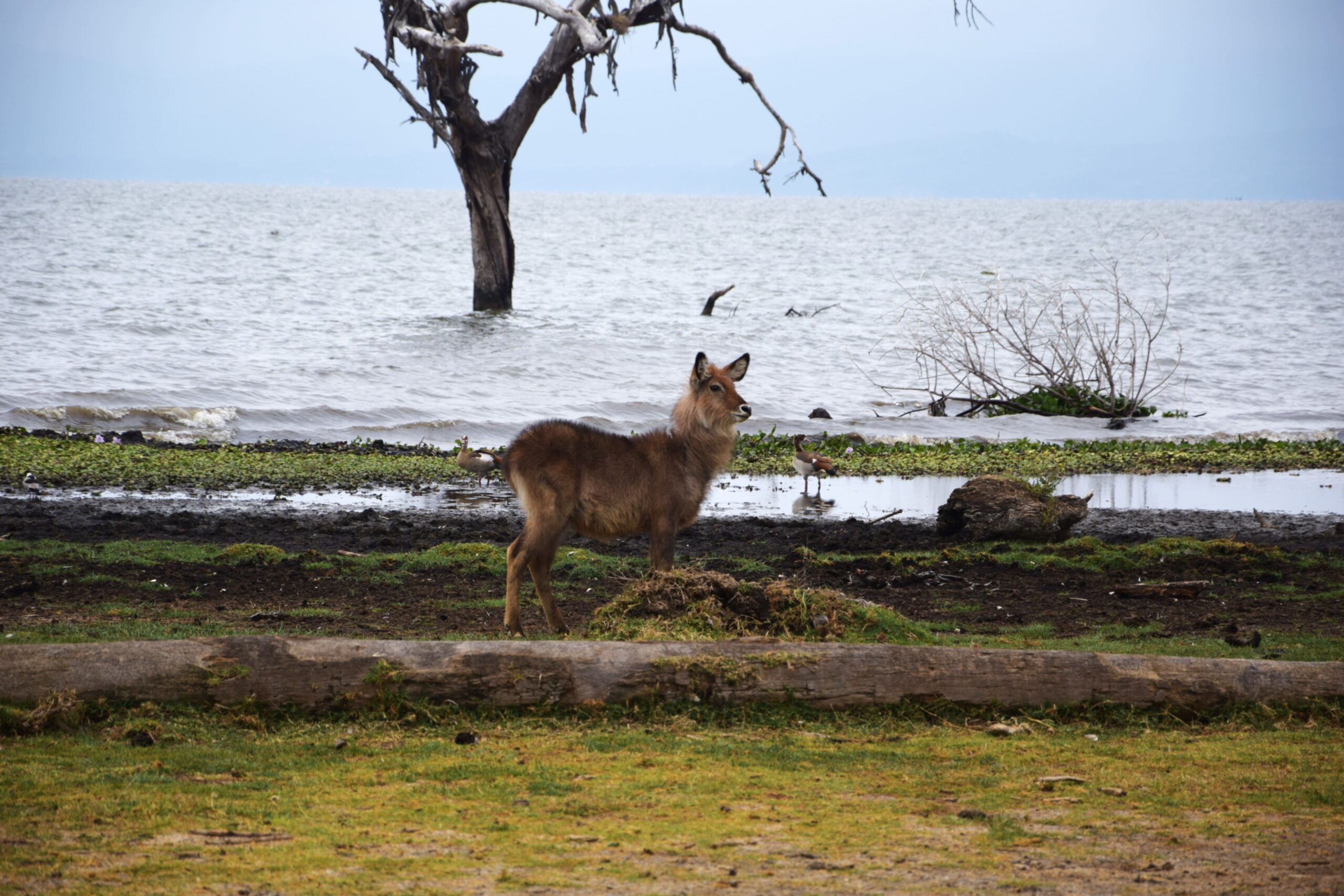 Lake Naivasha Kenya Safari: Unforgettable 4-Day Camping Trip - Hell's Gate, Crescent Island & Mt. Longonot — photo 7