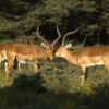 Lake Naivasha Kenya Safari: Unforgettable 4-Day Camping Trip - Hell's Gate, Crescent Island & Mt. Longonot