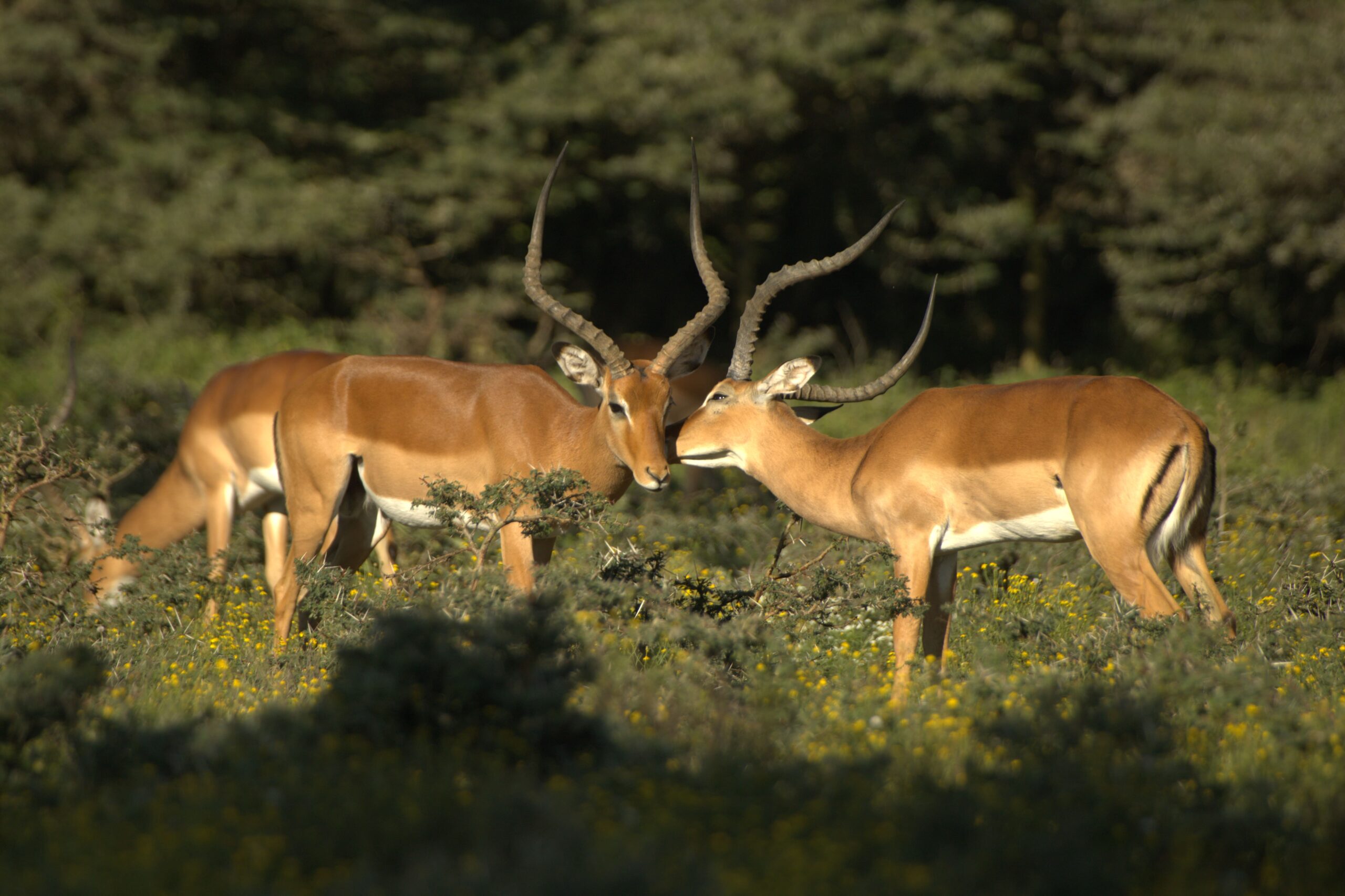 Lake Naivasha Kenya Safari: Unforgettable 4-Day Camping Trip - Hell's Gate, Crescent Island & Mt. Longonot — photo 17