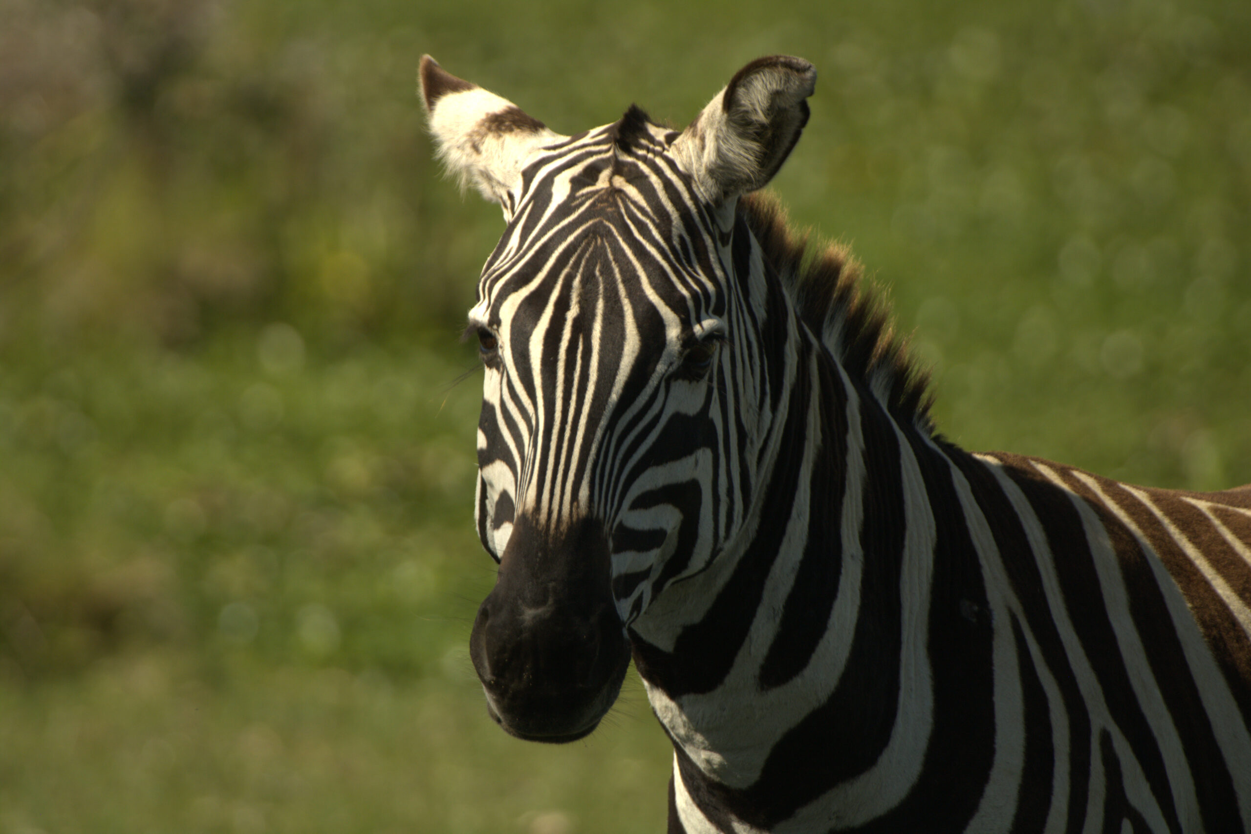 Mount Longonot Day Trip: Incredible 1-Day Adventure - Crater Hike & Lake Naivasha Boat Safari — photo 6