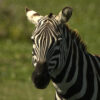 Horse Riding Safari Kenya: 5 Days at Kedong Ranch with Kayaking, Cycling and Game Drives