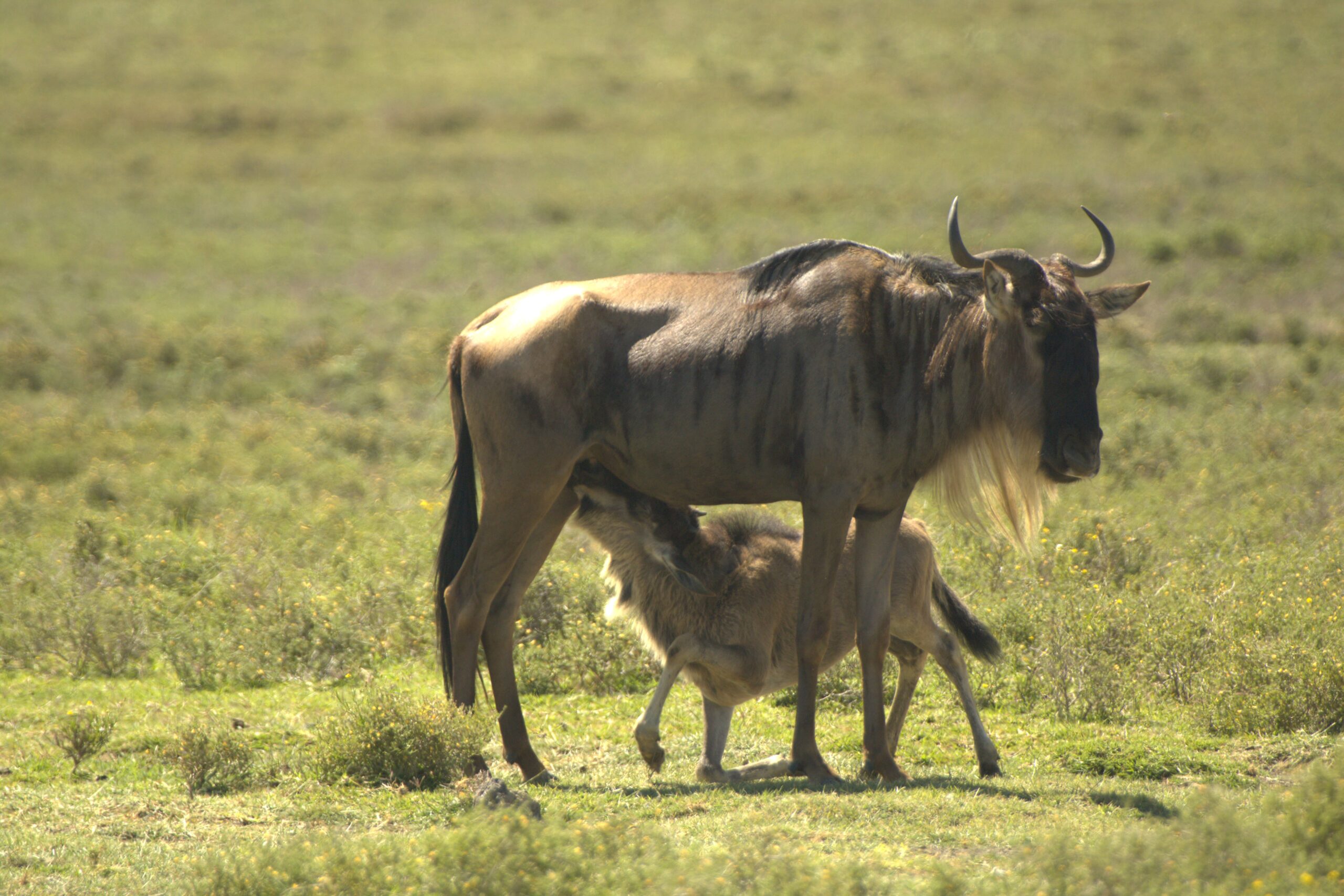 Lake Naivasha Kenya Safari: Unforgettable 4-Day Camping Trip - Hell's Gate, Crescent Island & Mt. Longonot — photo 8