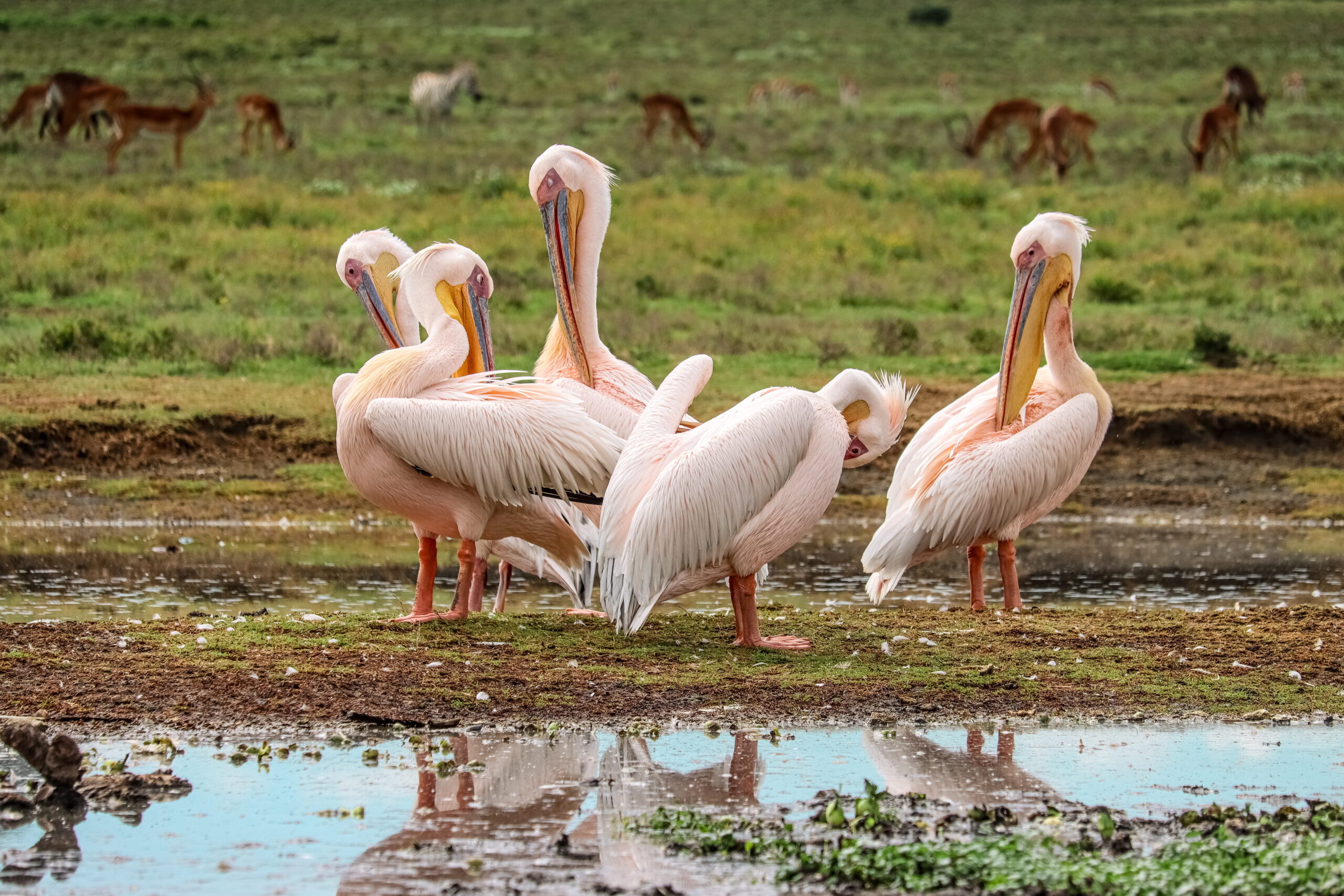 Kenya Eco Tourism Explorer: 3-Day Journey from the Stunning Aberdare Highlands to Lake Naivasha — photo 12