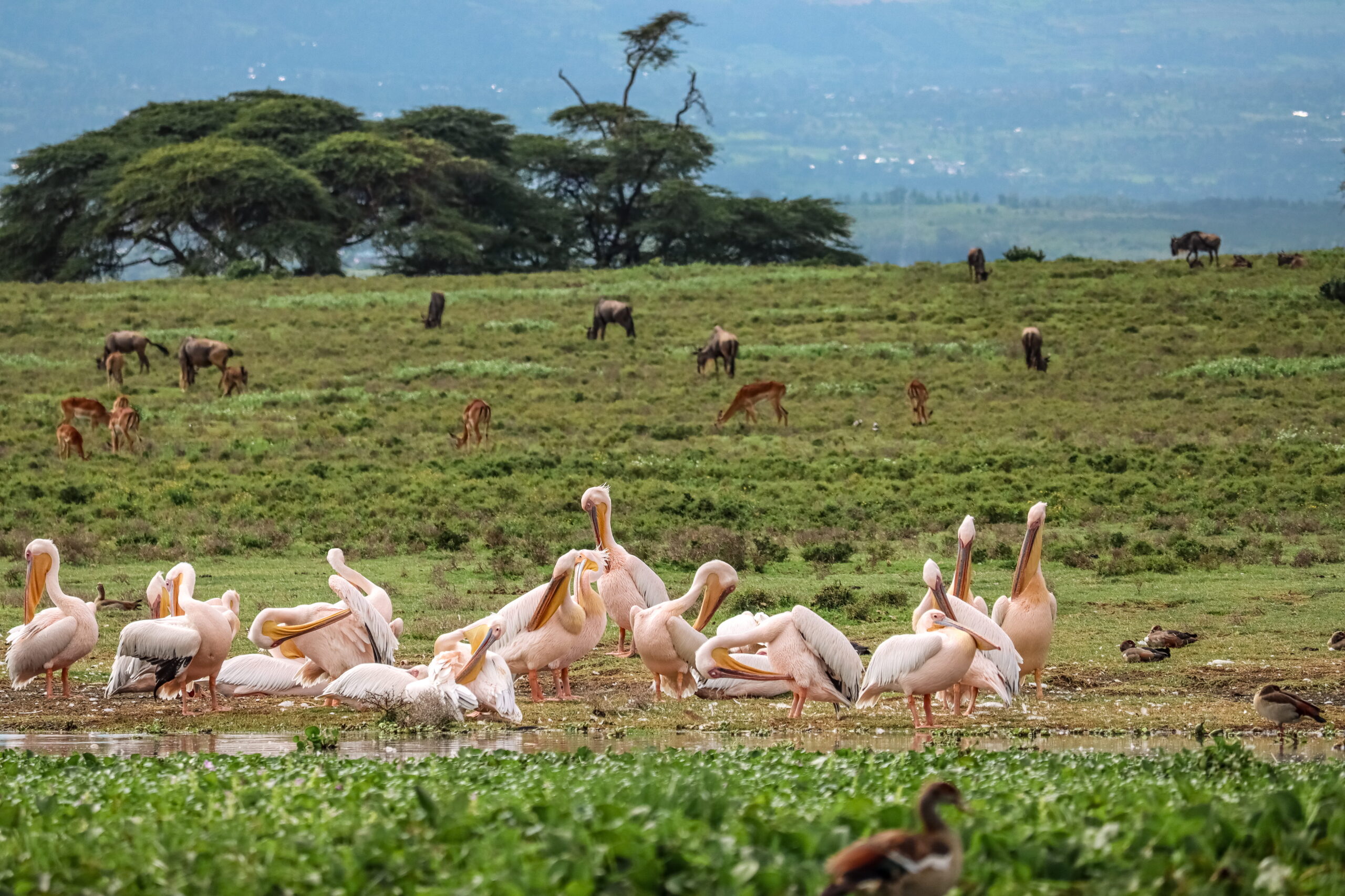 Lake Naivasha Kenya Safari: Unforgettable 4-Day Camping Trip - Hell's Gate, Crescent Island & Mt. Longonot — photo 16