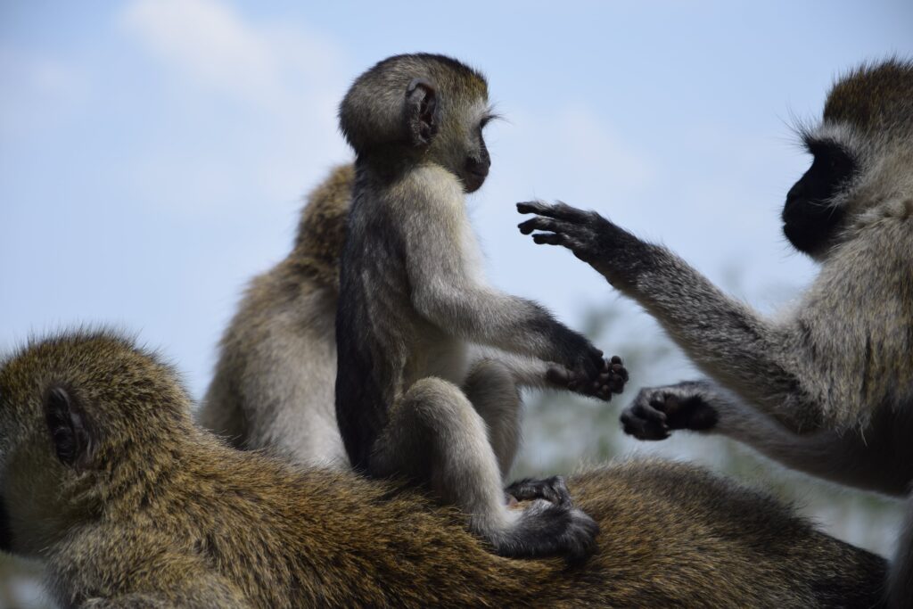 Vervet monkeys at Lake Naivasha Kenya