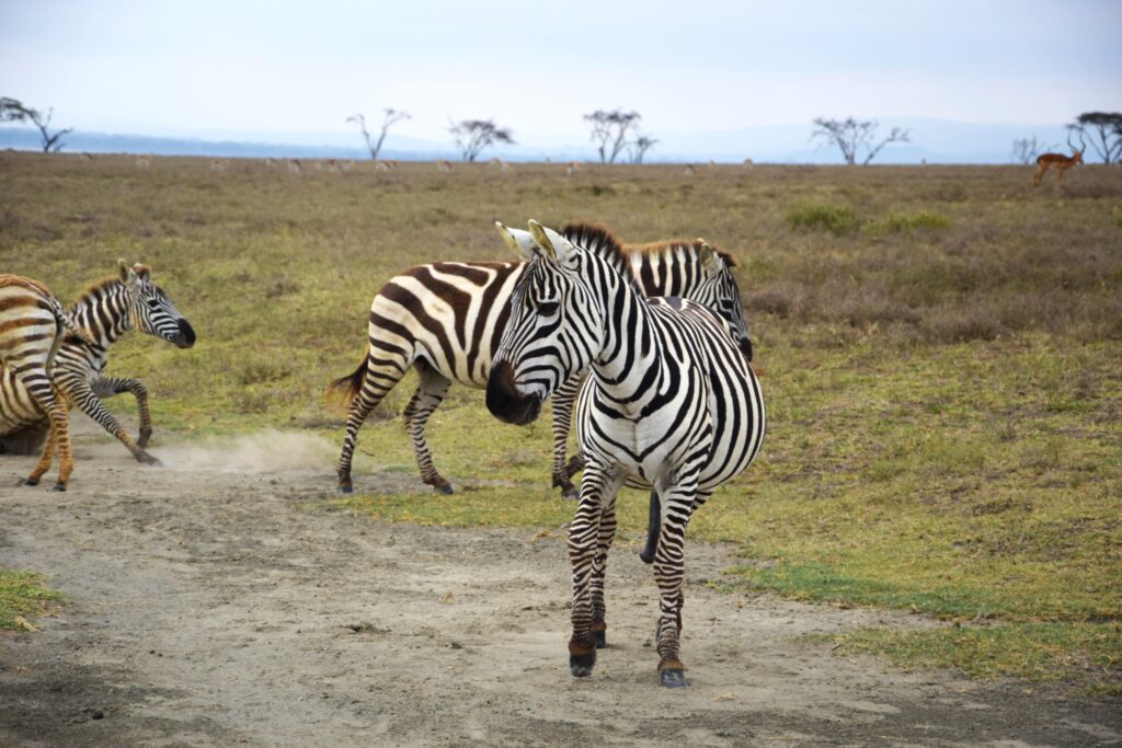 Zebras on Crescent Island at Lake Naivasha Kenya