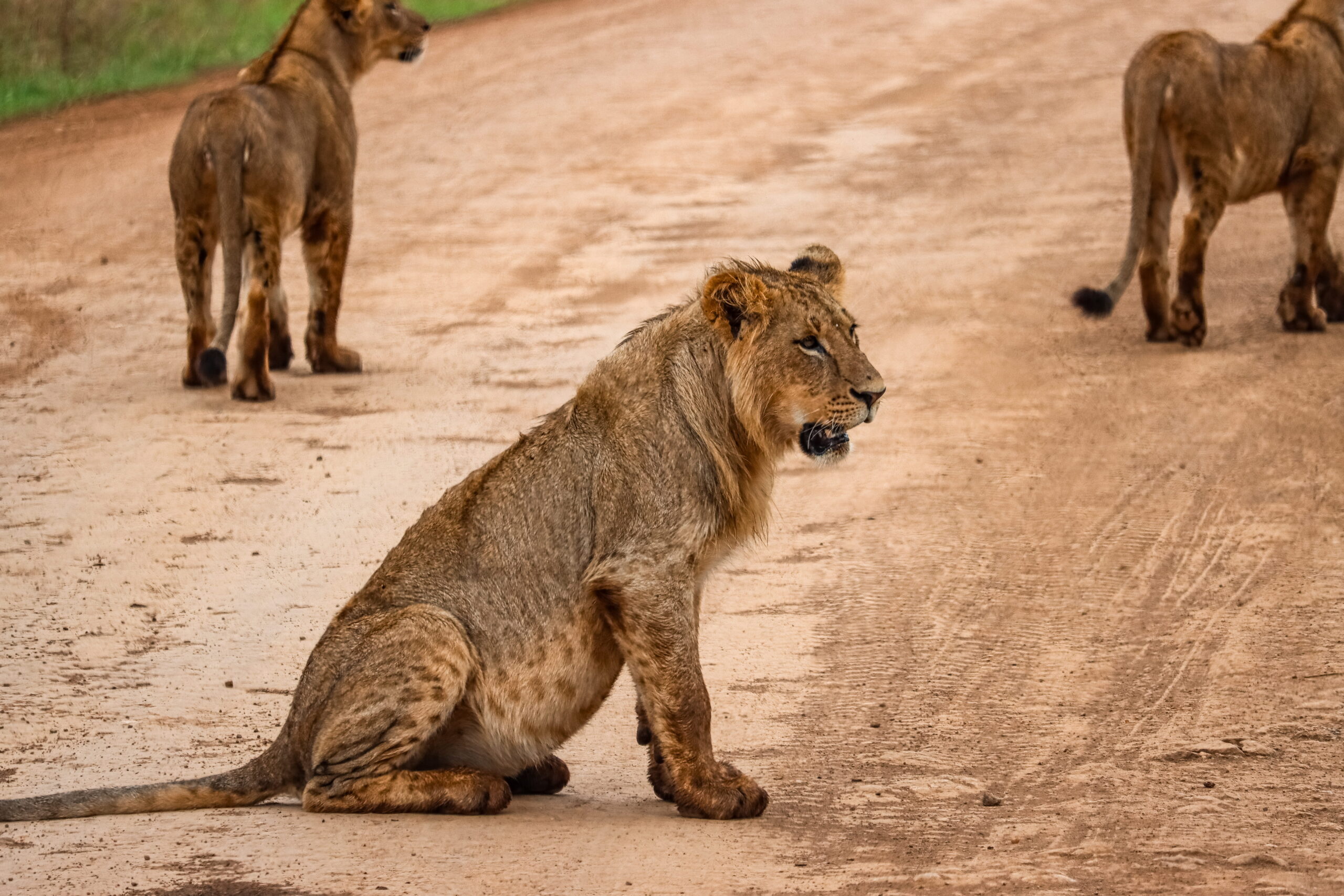 Amboseli National Park Safari: Exclusive 3-Day Elephant Encounter Beneath Kilimanjaro — photo 11