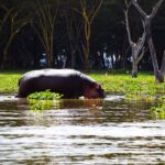affordable camping sites near lake naivasha- hippo