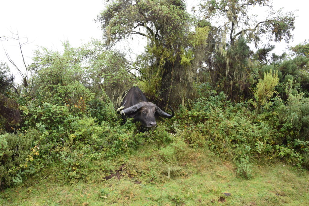 aberdare national park camping buffalo 