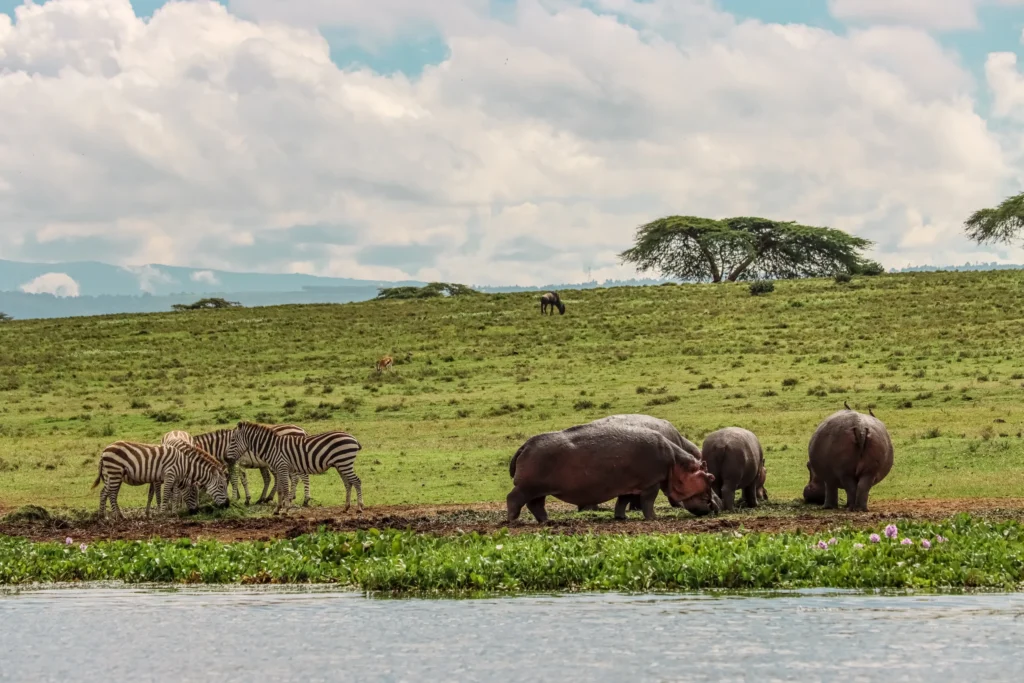 lake naivasha wildlife