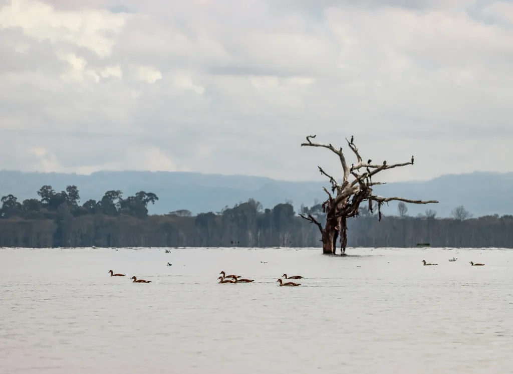 lake naivasha birds