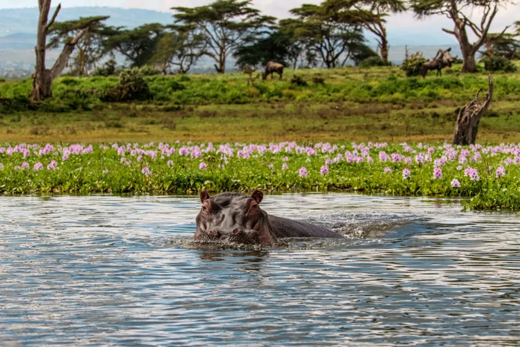 lake naivasha hipo