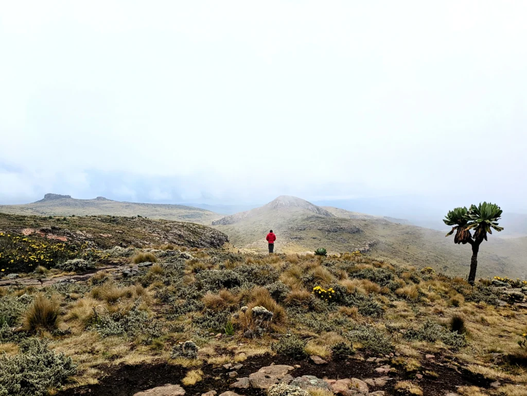 The aberdares landscape